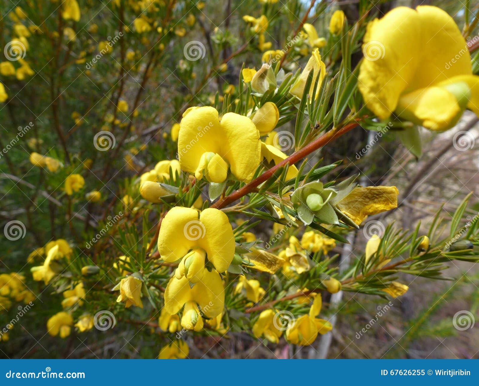 Native Flowers stock image. Image of senna, ononis, flower 67626255