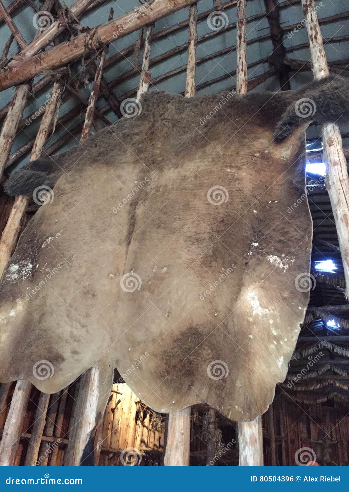 Native Indian Buffalo skin stock photo. Image of skin 80504396