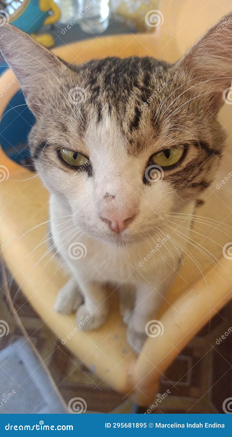 a native indonesian cat named chiko