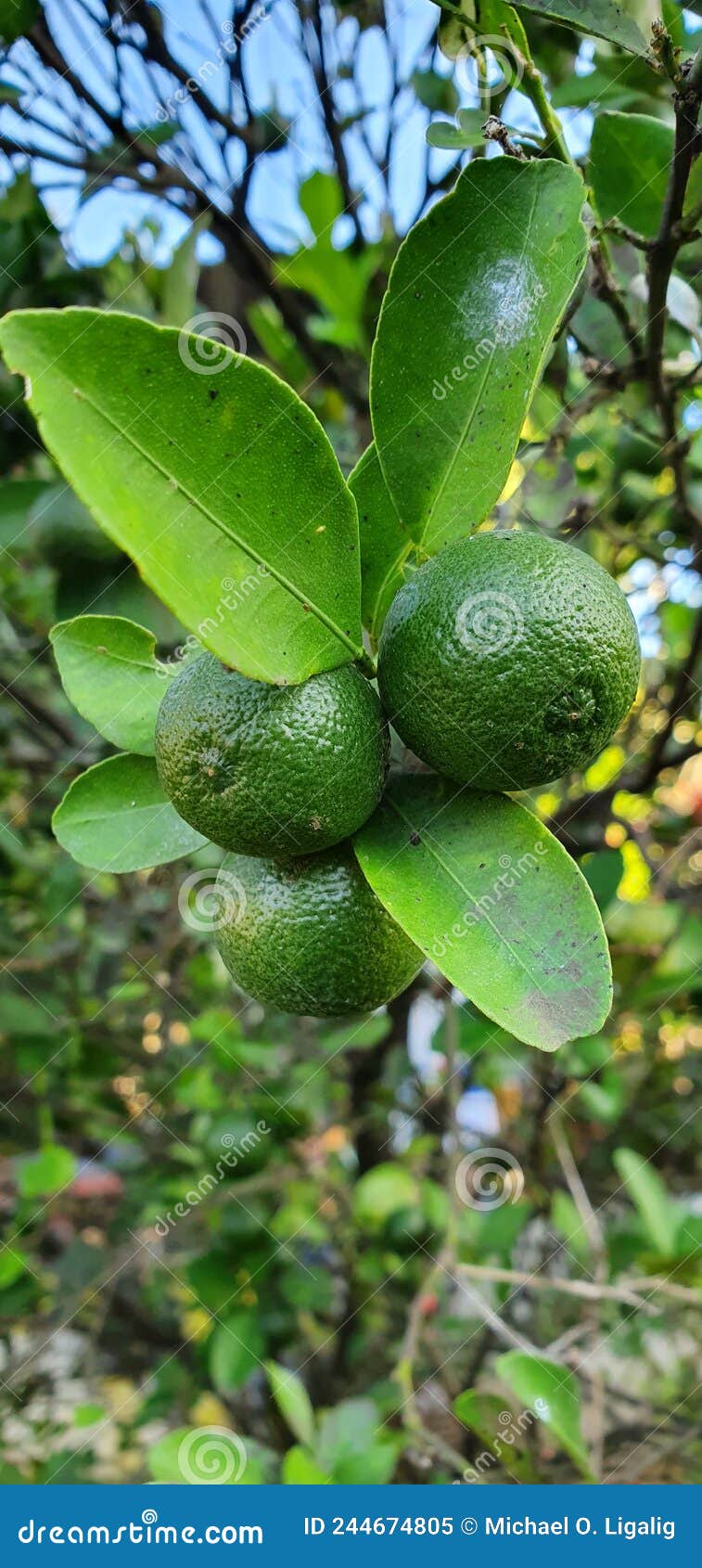 Native Lemonsito Fruit As Source of Vitamin C Stock Image Image of