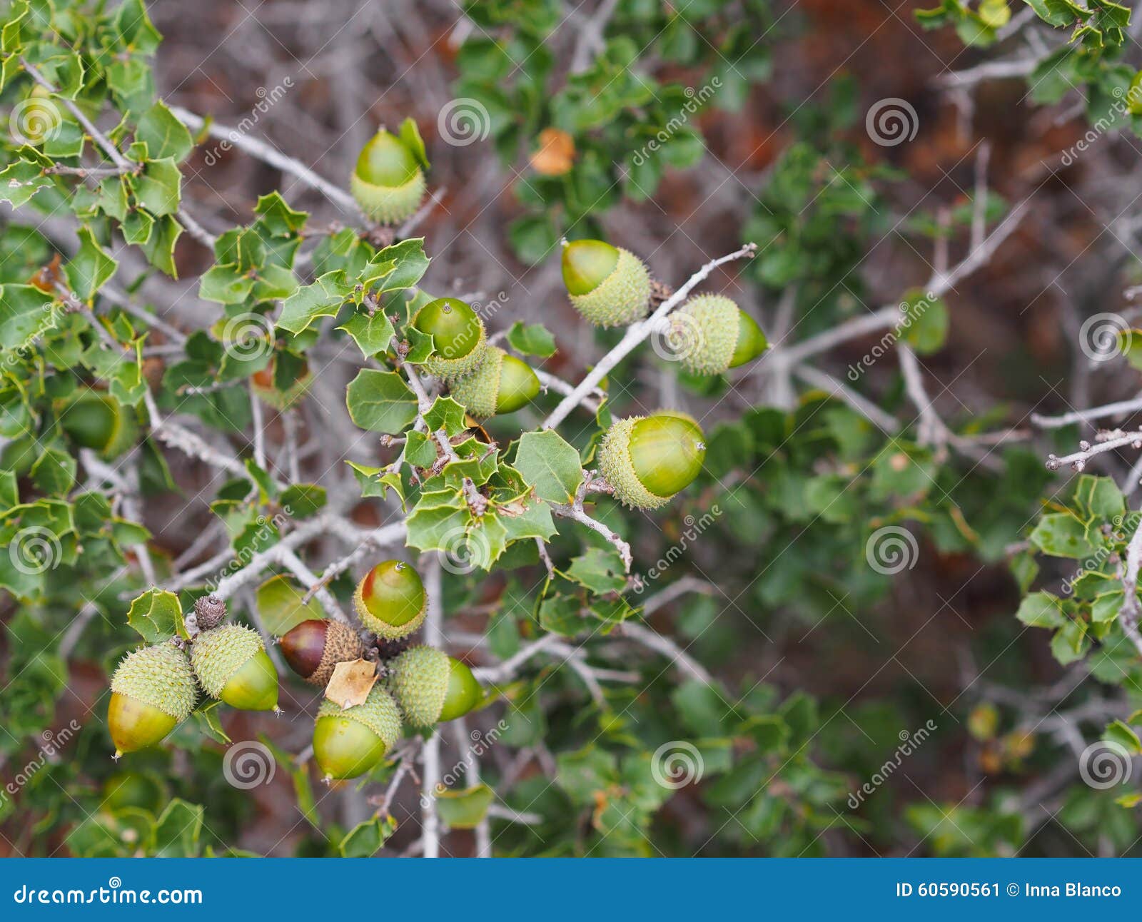 Native Mediterranean Plant Kermes Oak (Quercus Coccifera) Stock Image