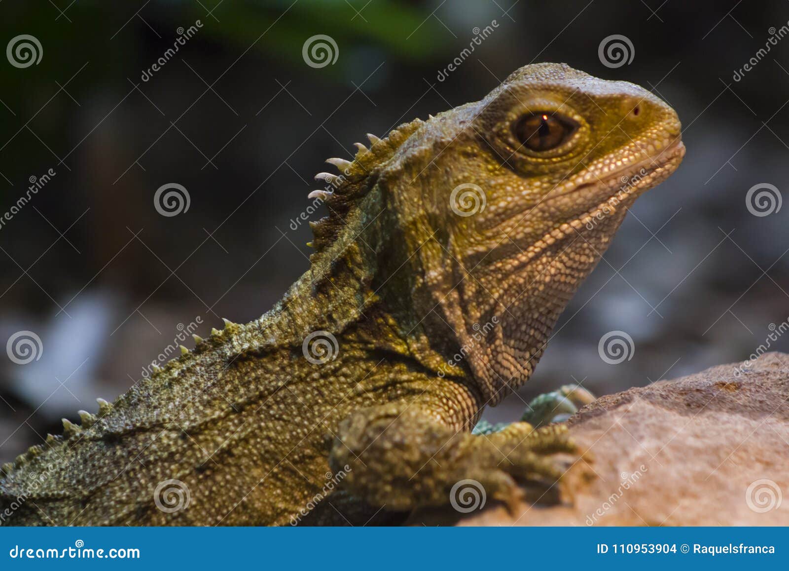 native new zealand tuatara reptile portrait