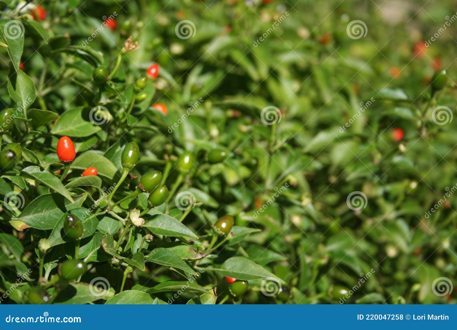 Native Pepper of Texas Chiltepin Pepper Capsicum Annuum Var