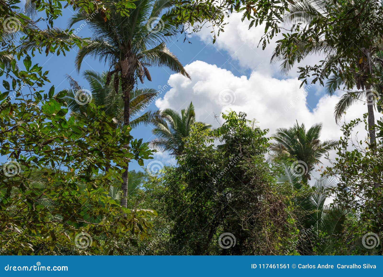 Native vegetation brazil stock image. Image of green - 117461561