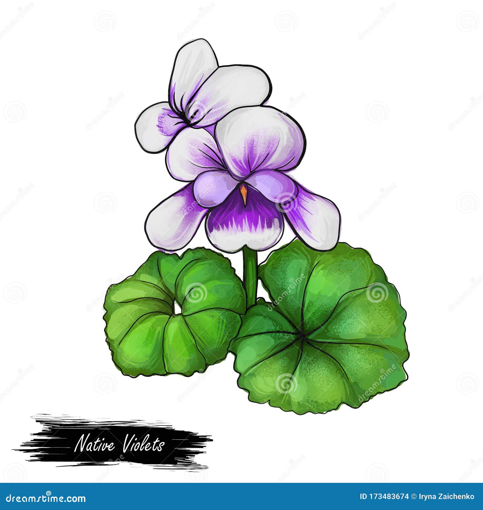 native violets flowers  digita art .