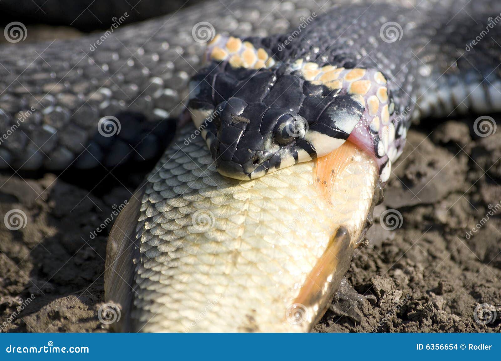 Natrix Natrix. Mund einer Schlange. Schluckt Extraktion - Fisch