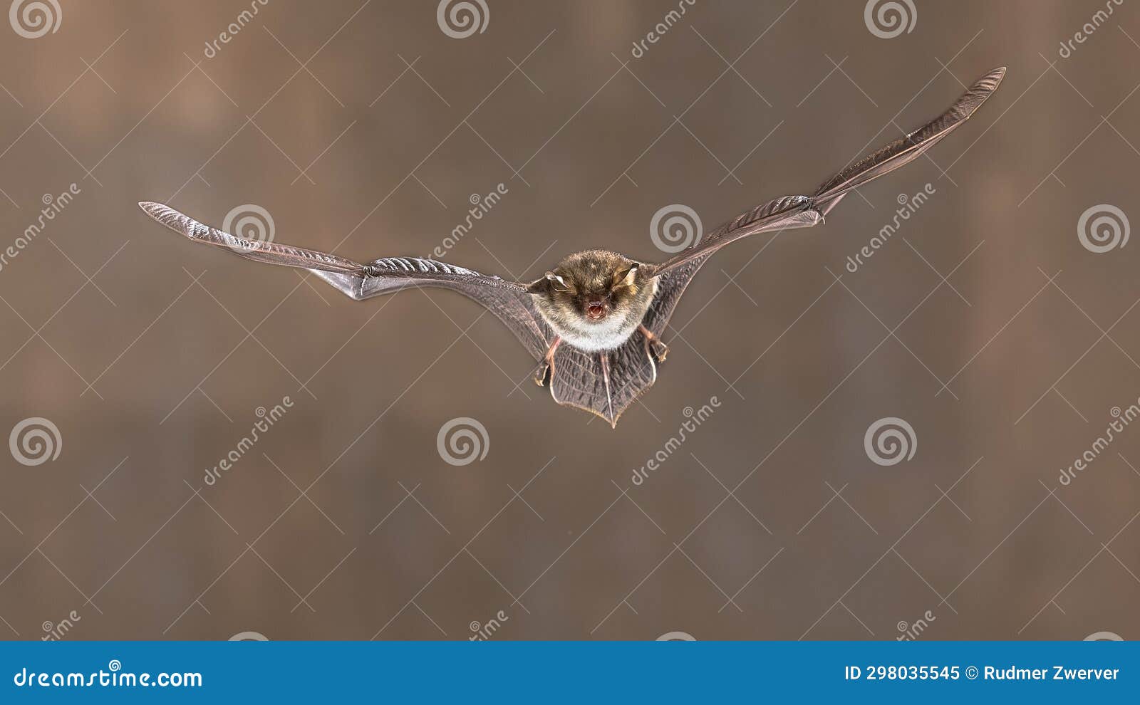 natterers bat flying frontal view