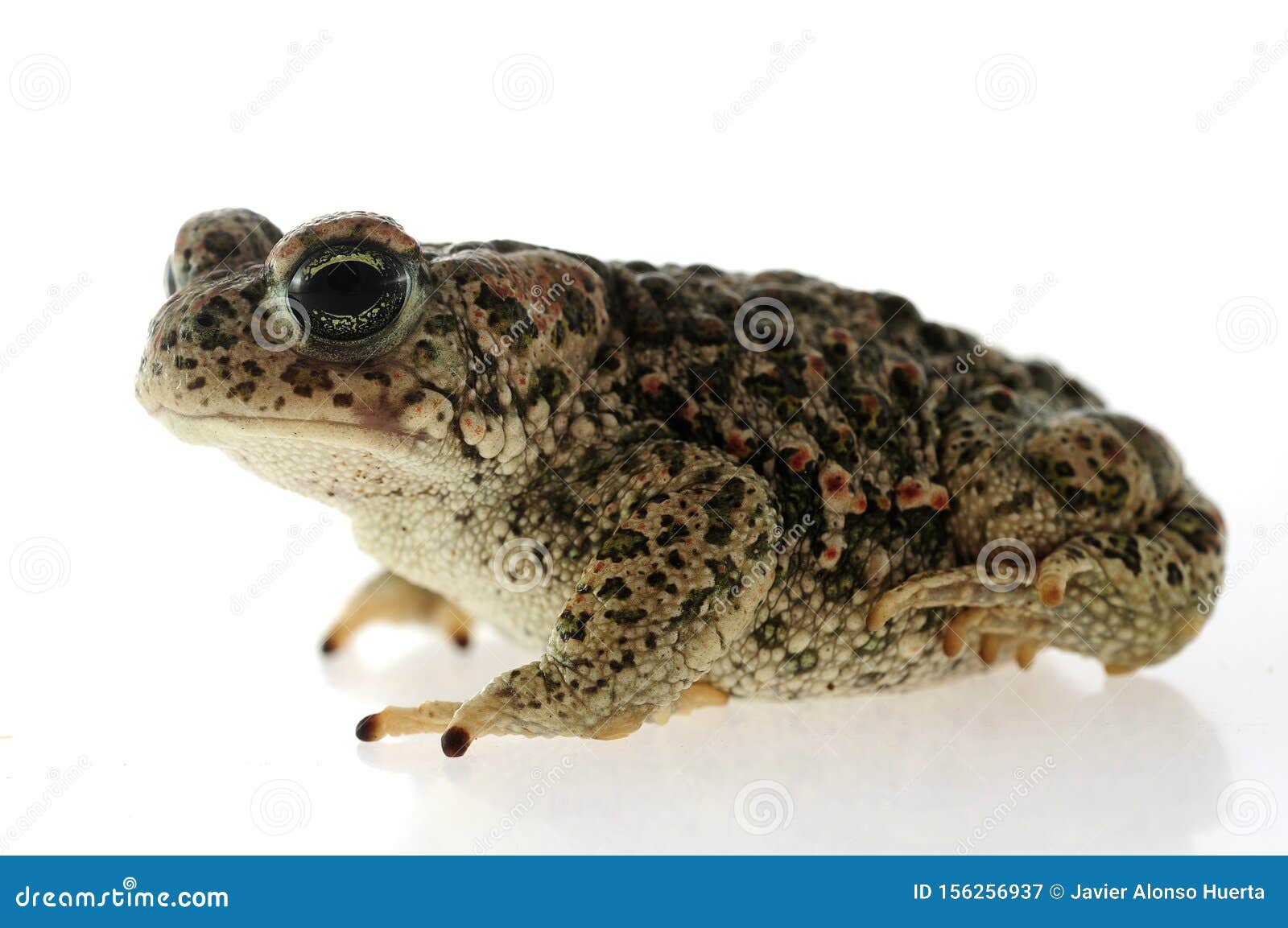 natterjack toad epidalea calamita