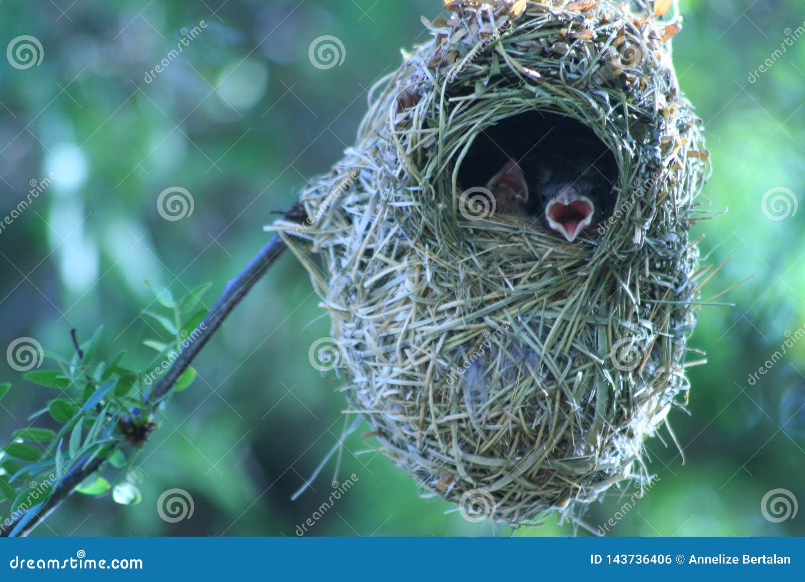 Natur an it&#x27; s-Bestes. Hungty hungriger Nestbaum der Naturvögel sein Bestes