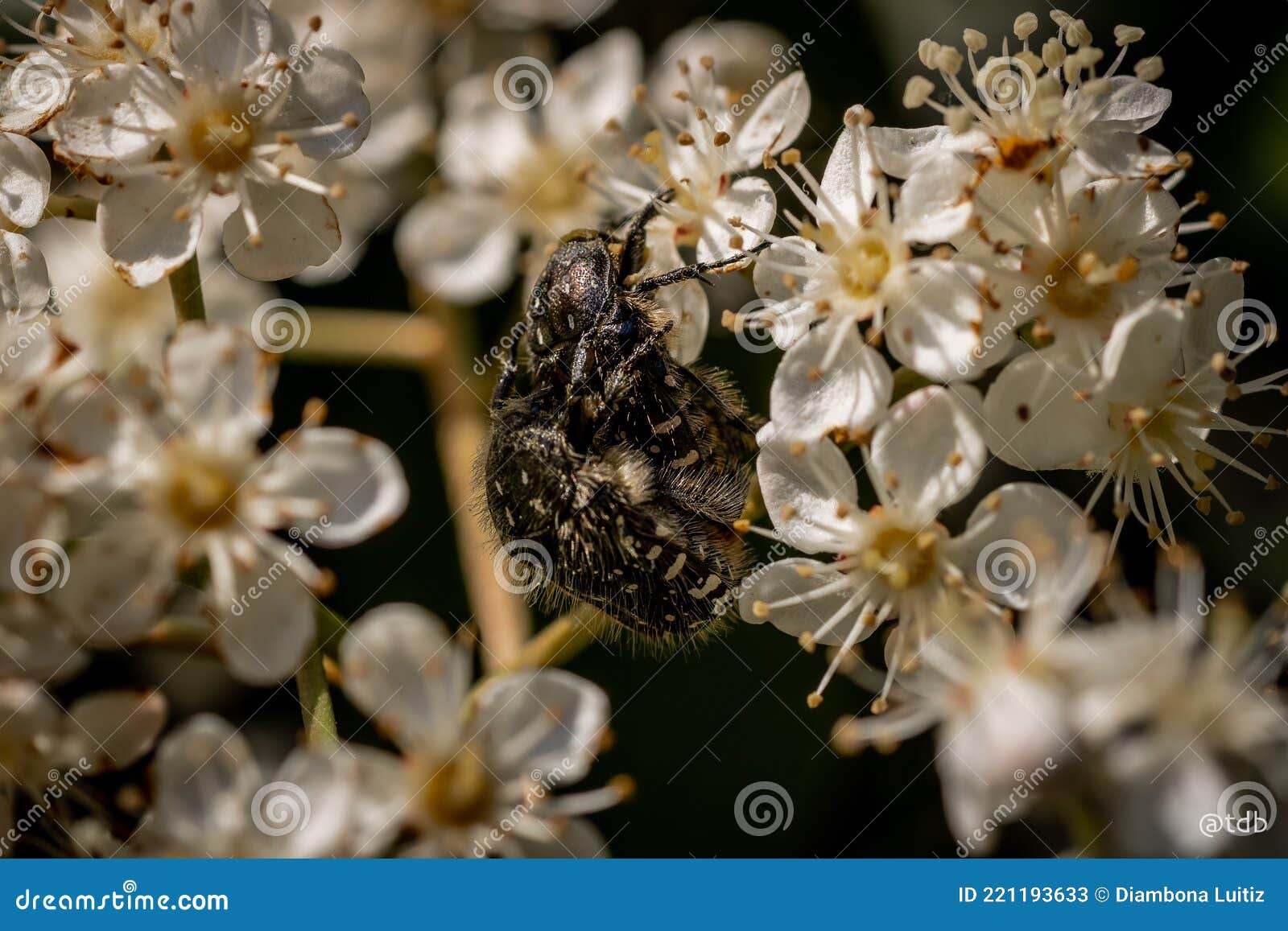 natura meravigliosa