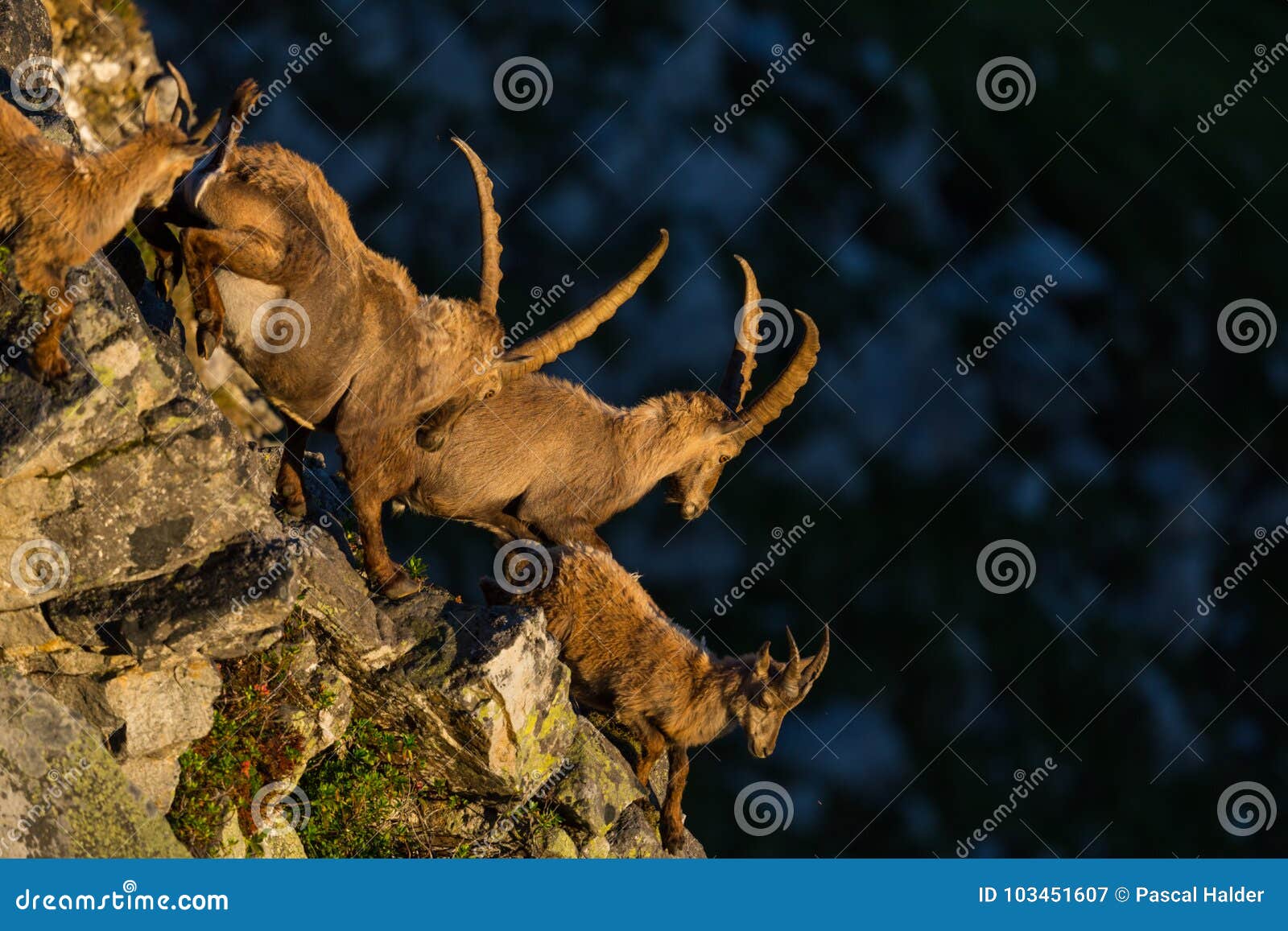 alpine capra ibex capricorns running down a cliff in morning sun