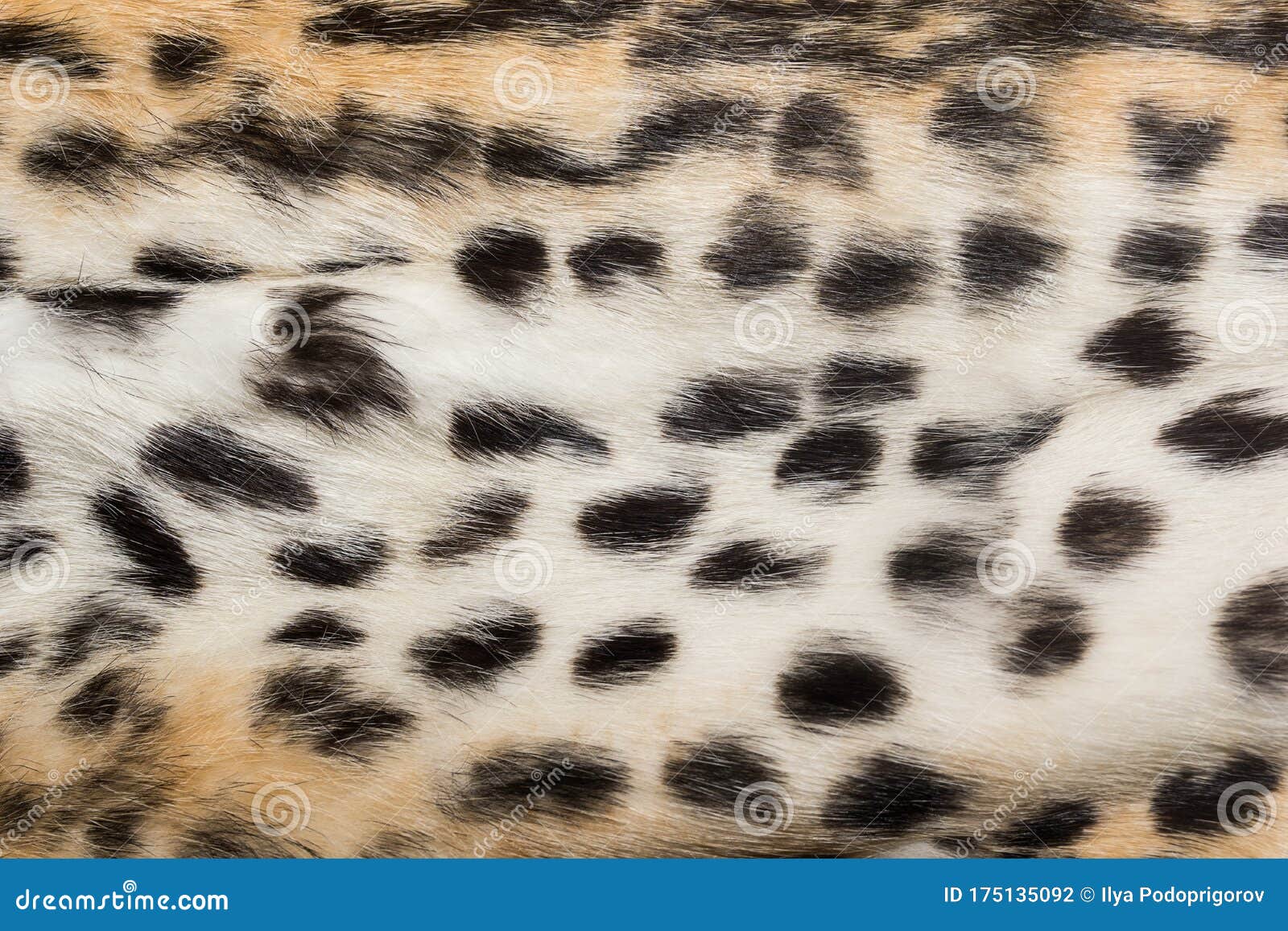 Natural Animal Fur Background Texture. Wool Spotted Pattern Close-up ...