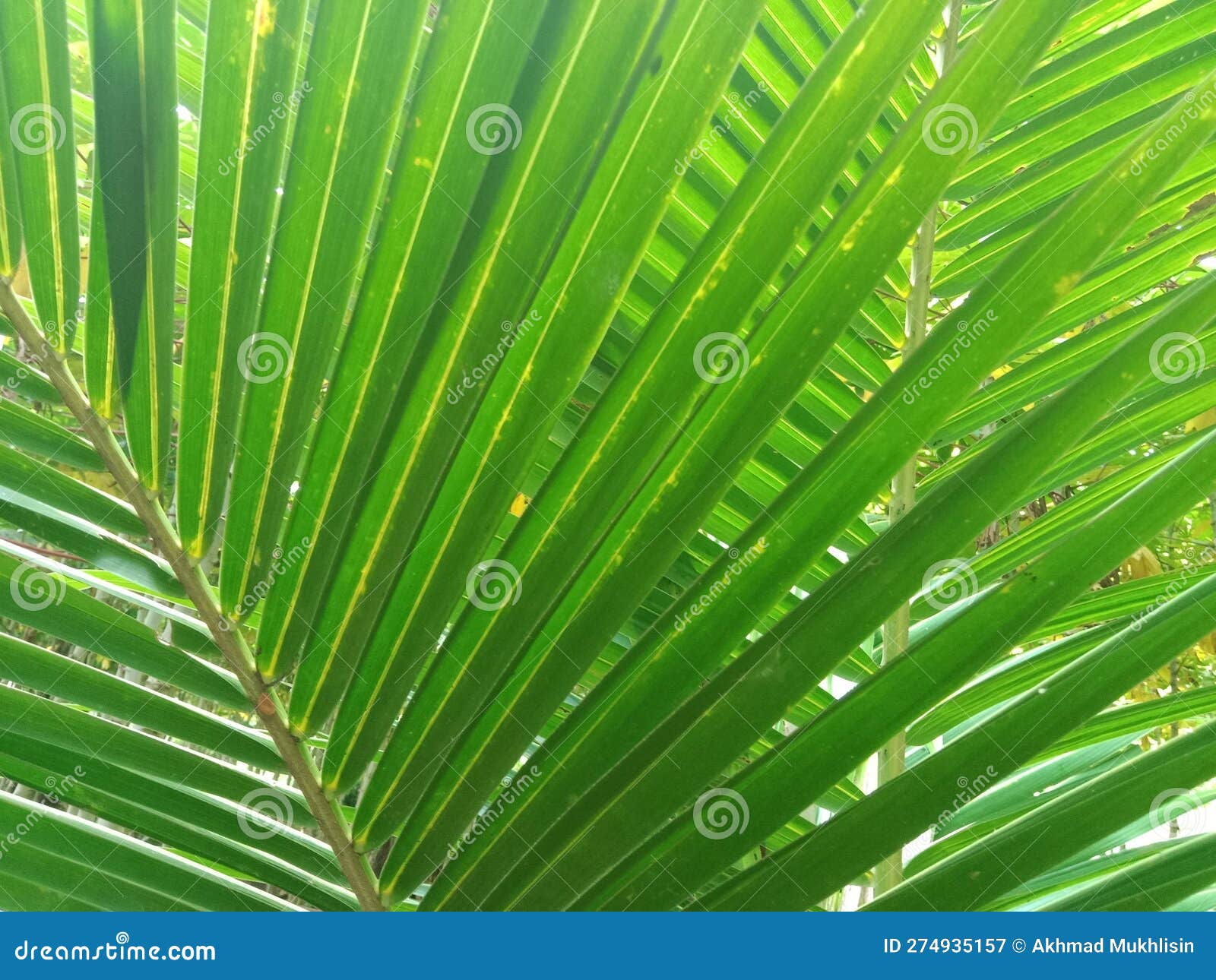 Natural and Awesome Green Coconut Leaf Background. Stock Image Image