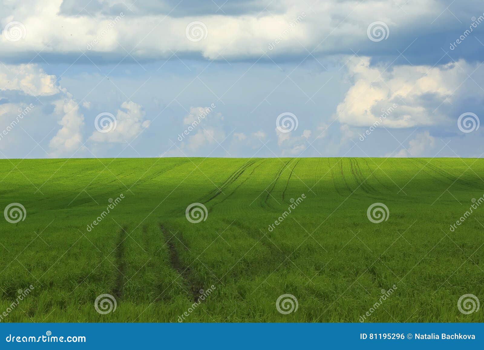 Fields Are Covered With Plastic Sheeting To Protect Plants From Frost