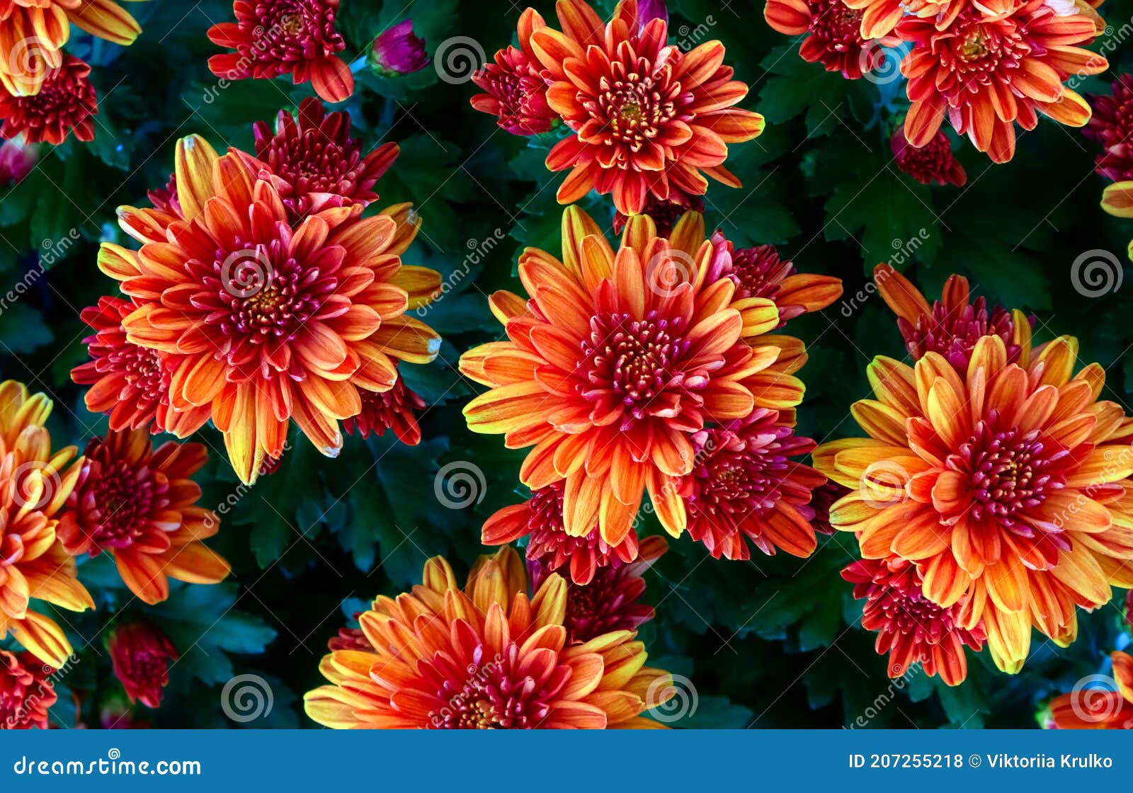 Natural Background with Autumn Flowers, Wallpaper of Orange Chrysanthemums  Stock Photo - Image of bunch, chrysanthemums: 207255218