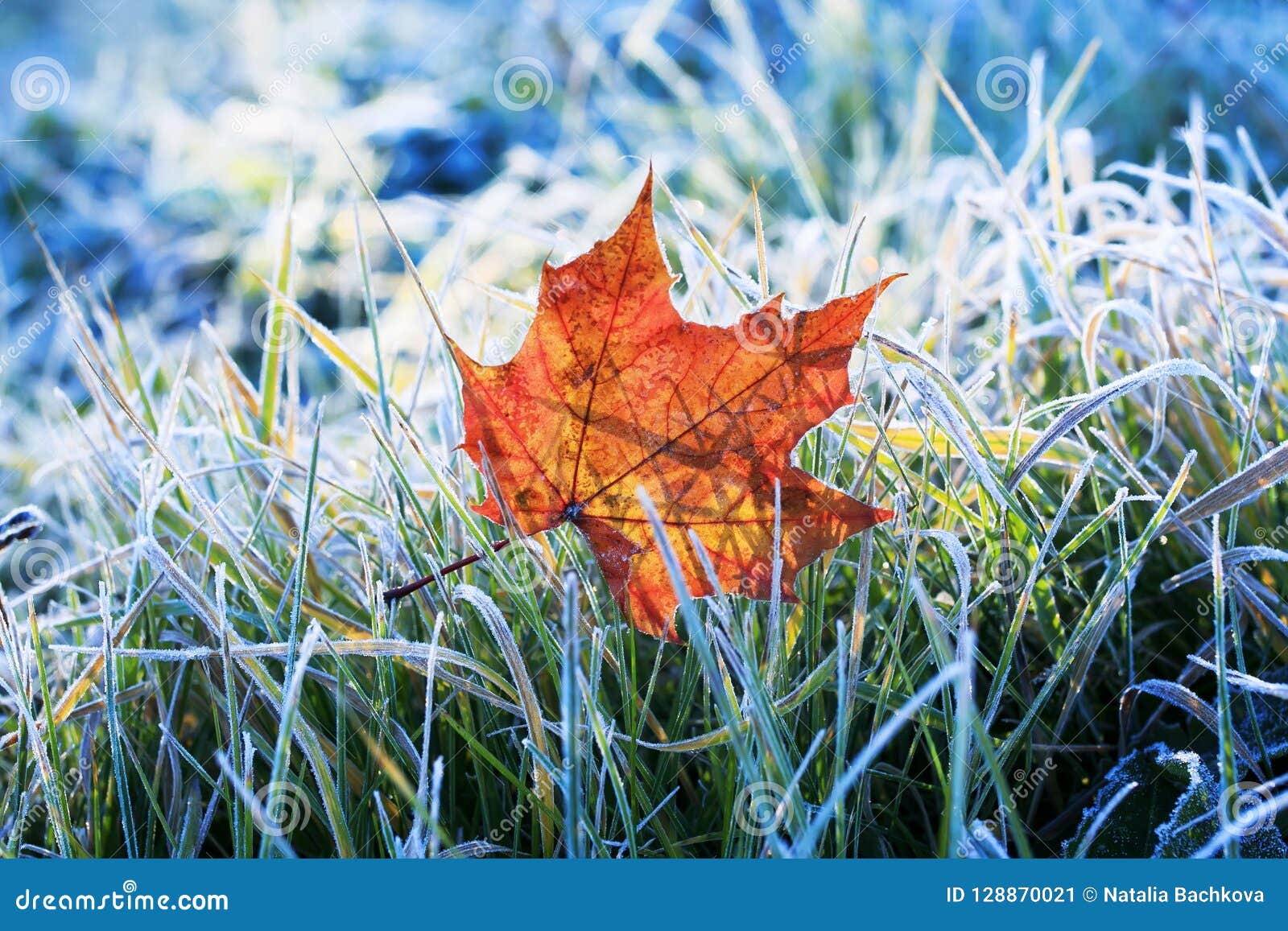natural background beautiful bright golden maple leaf lies on t