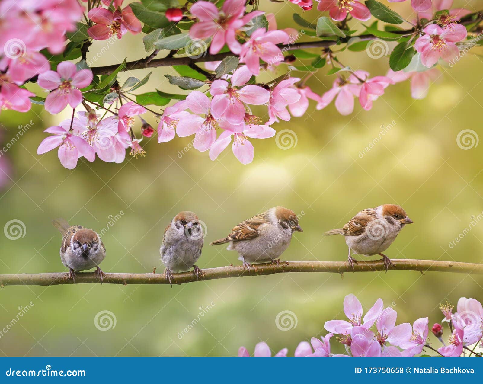 Background with Birds, Sitting on Branches with Pink Apple Blossom in