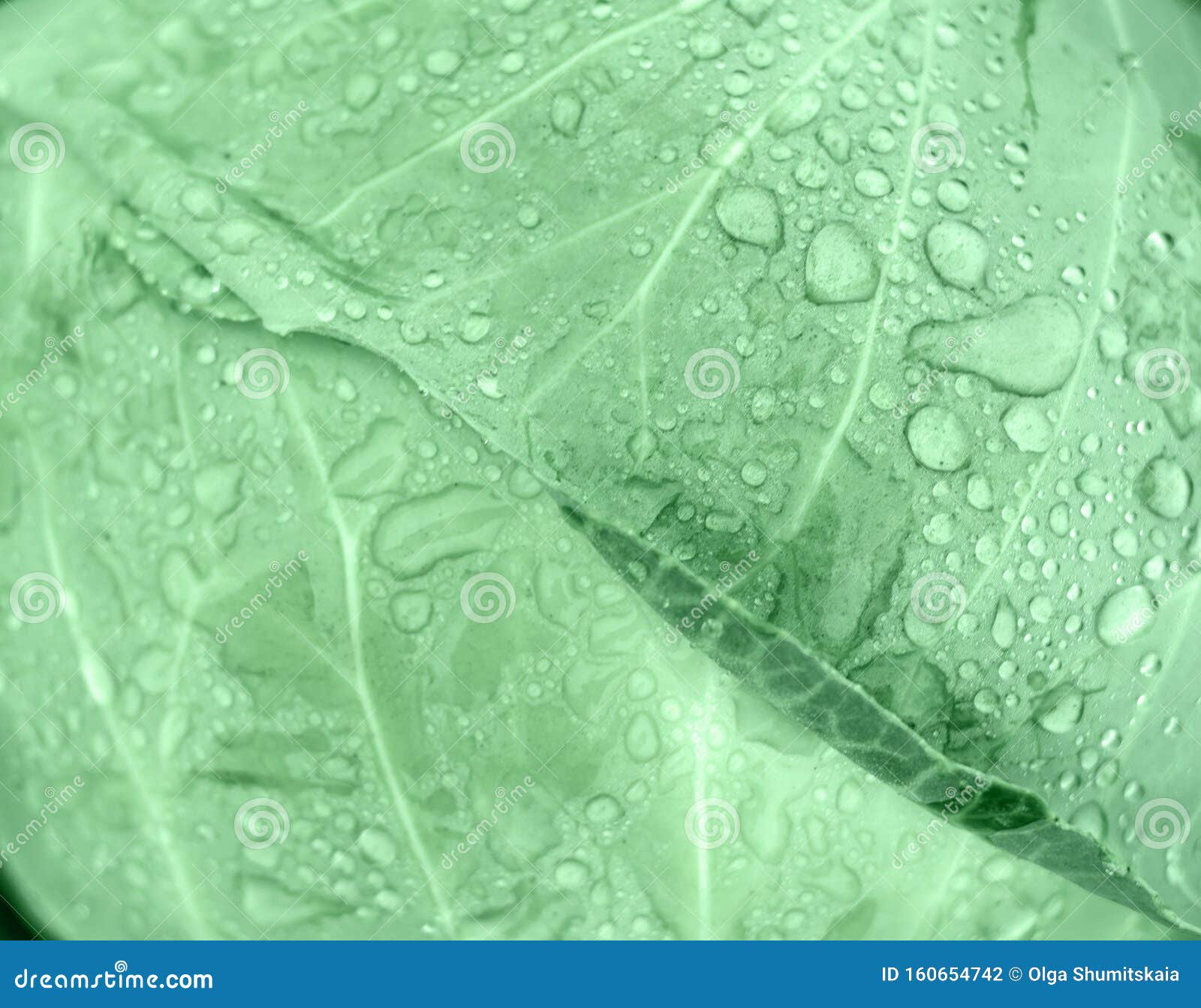 natural background with cabbage leaf texture in raindrops, rainy weather, macro backdrop