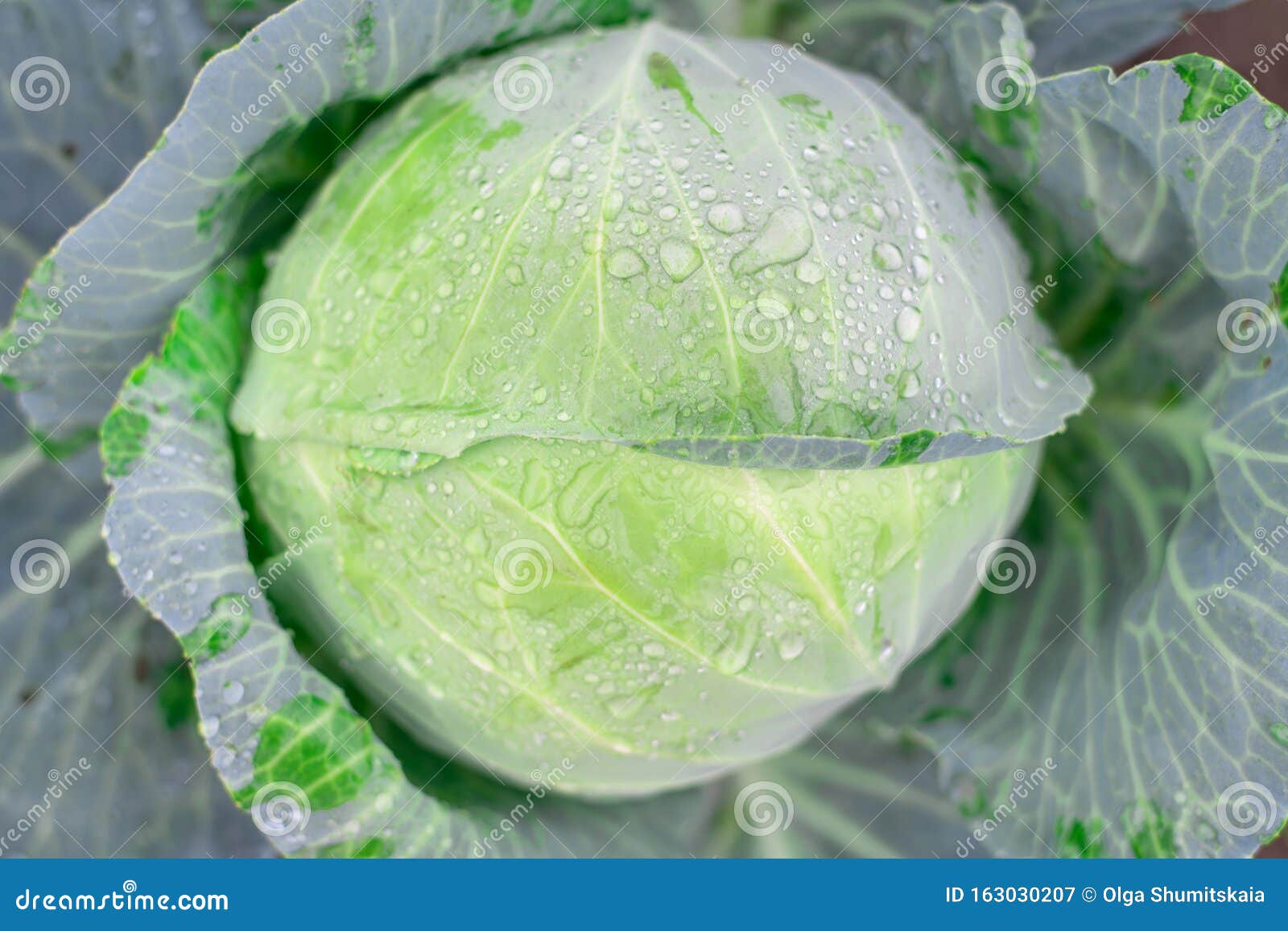 natural background with cabbage leaf texture in raindrops, rainy weather, macro backdrop,