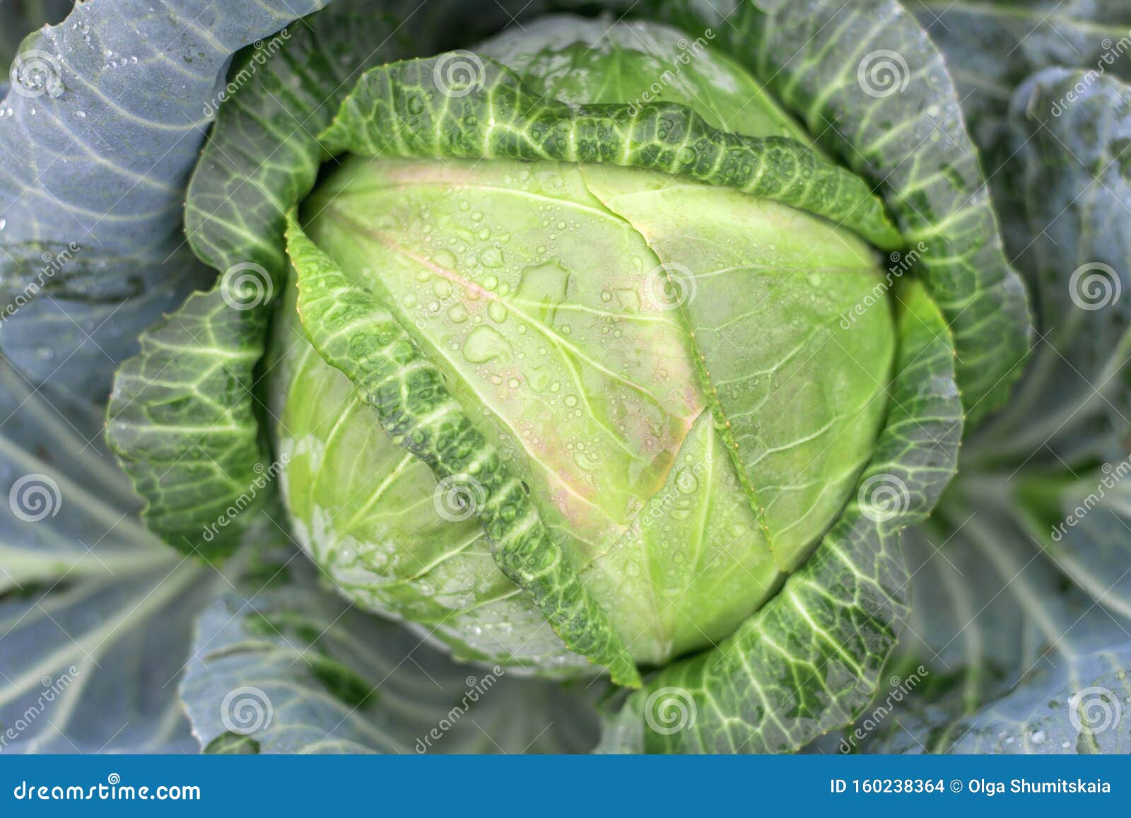 natural background with cabbage leaf texture in raindrops, rainy weather, macro backdrop,