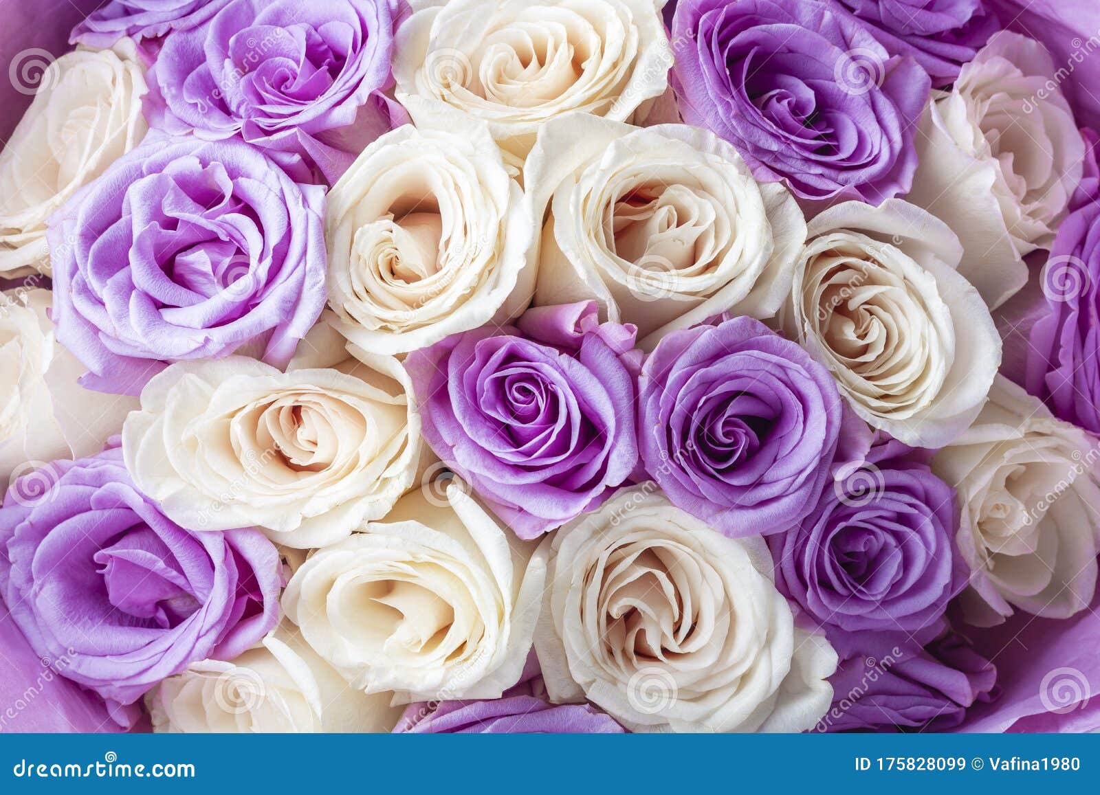 Natural Background of Fresh Amazing White and Purple Roses for Wallpaper,  Postcard, Cover, Banner. Wedding Decoration Stock Image - Image of flora,  decoration: 175828099
