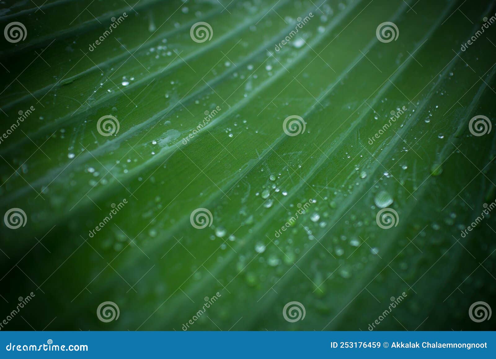 Natural Background Fresh Green Leaf Texture and Water Drops Stock Image Image of jungle