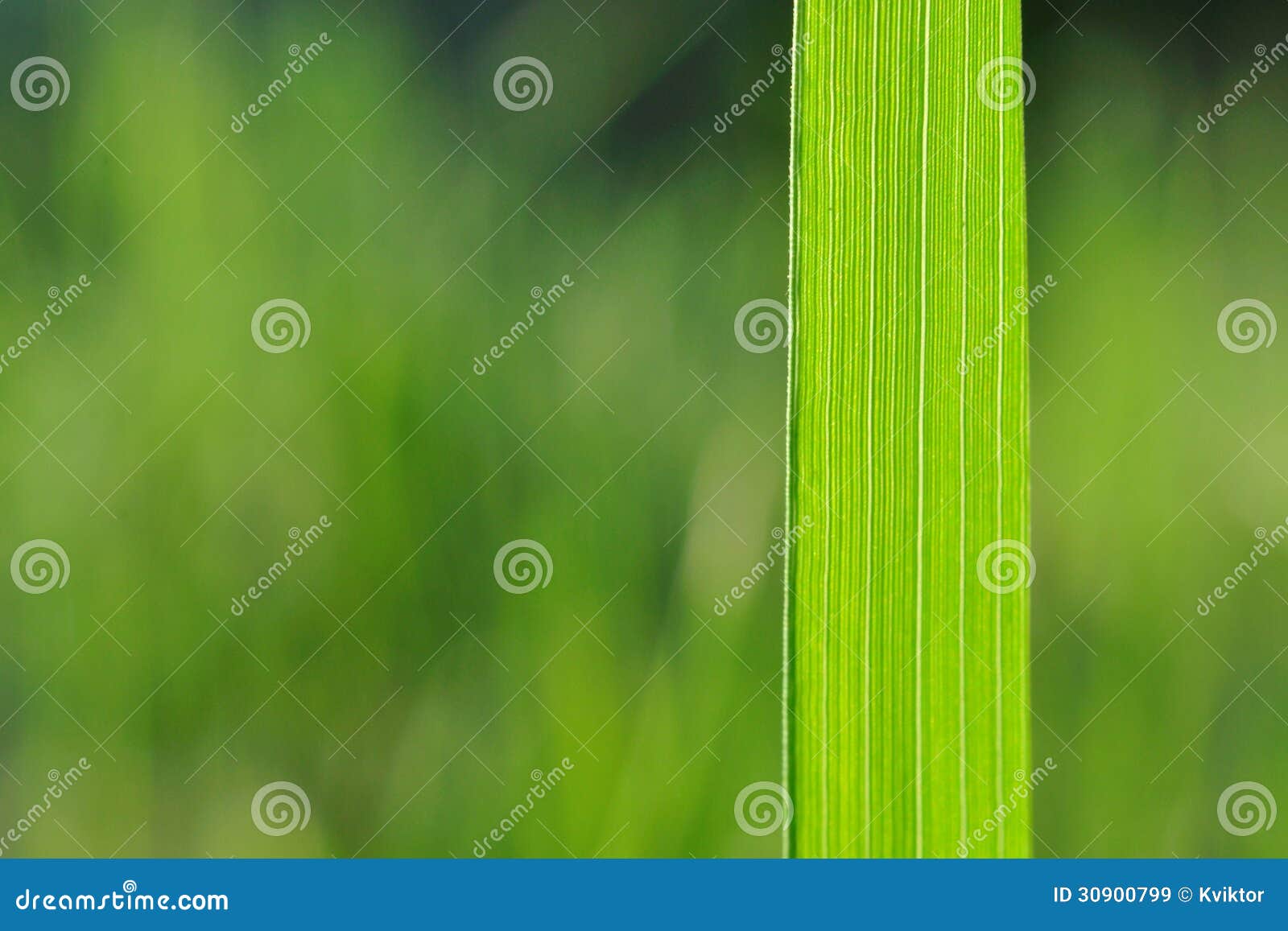 natural background with green grass blade