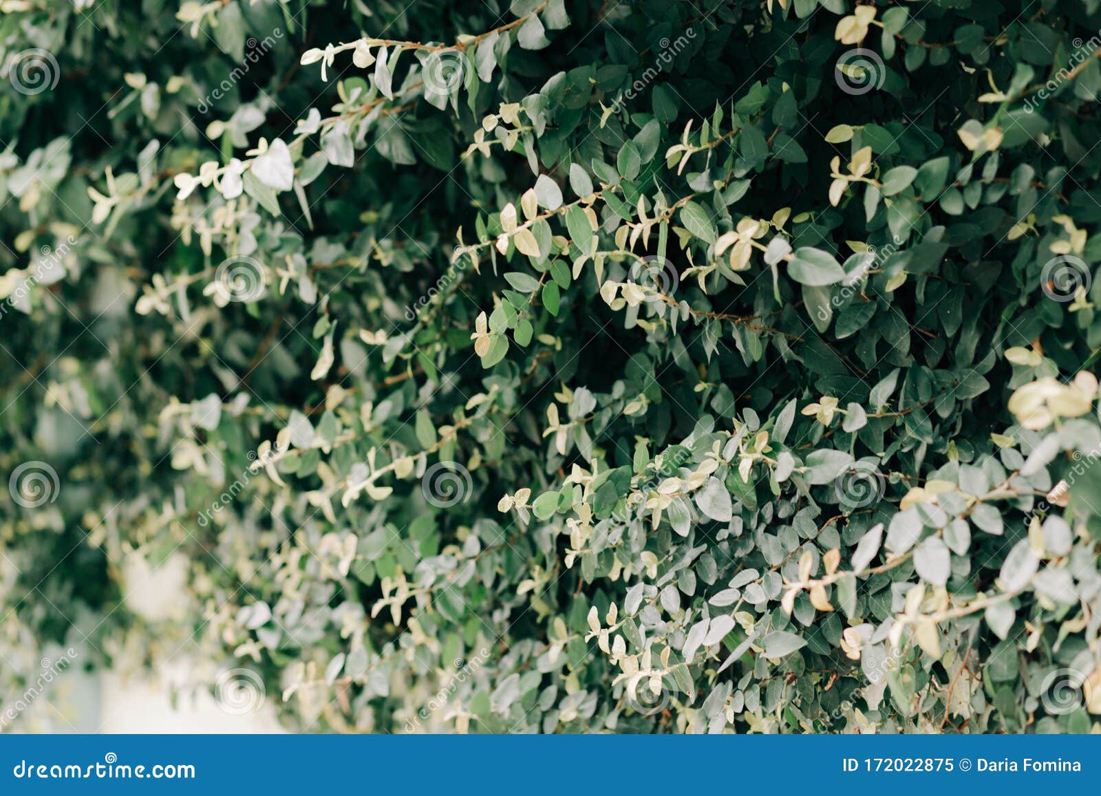 Natural Background of Green Ivy on a White Wall Stock Image - Image of