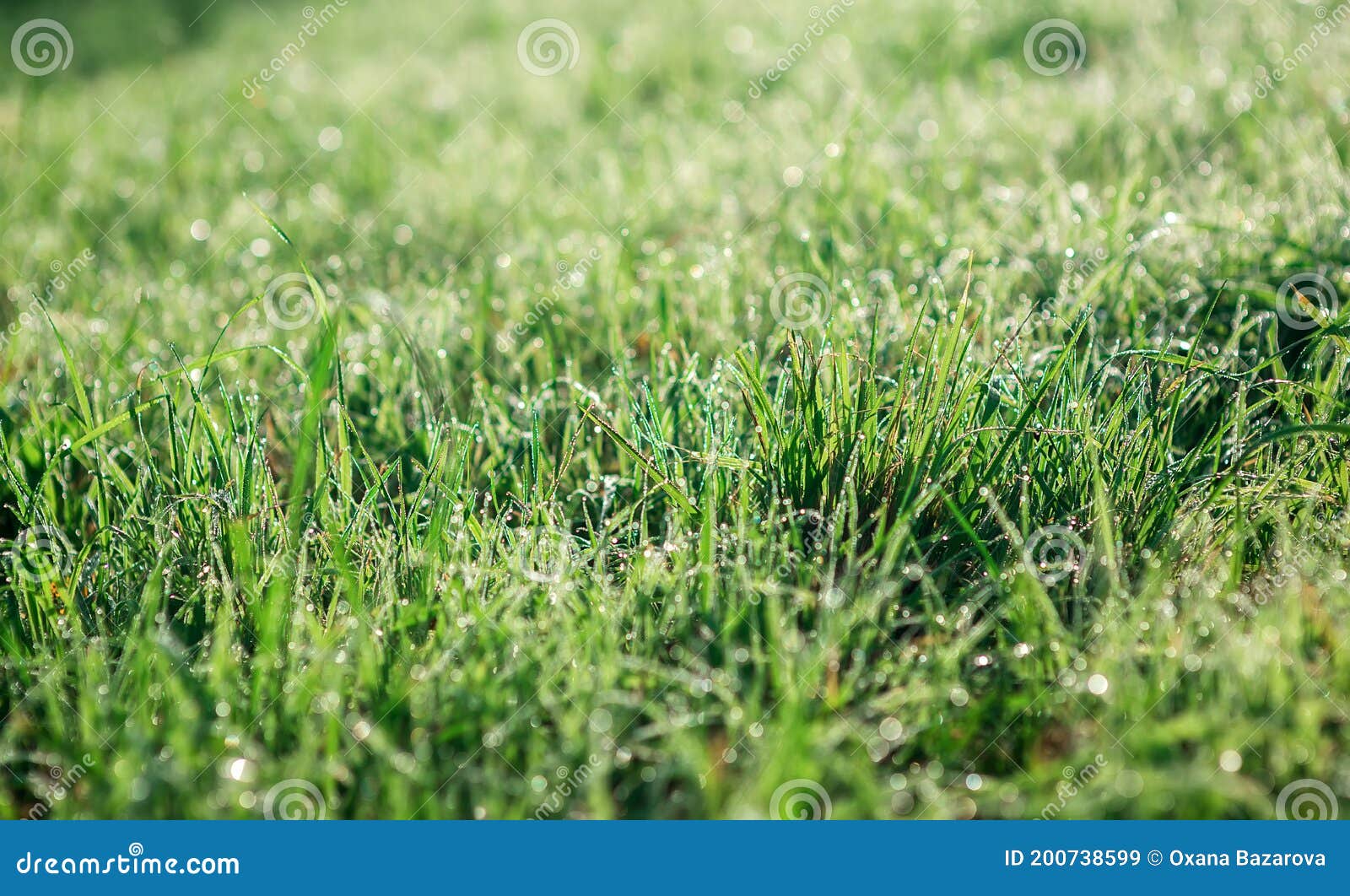 natural background of green  grass with a blury background