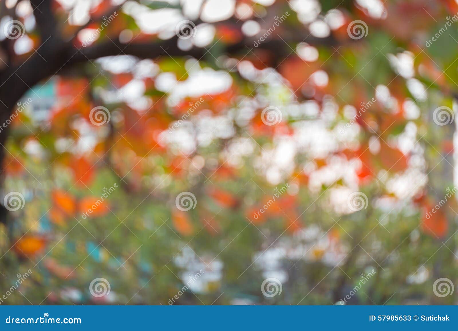 Natural Background, Green and Orange Leaf of Autumn Stock Image Image