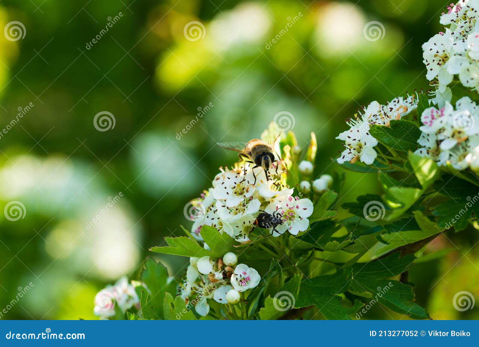 natural background with hawthorn flowers with beautiful bokeh