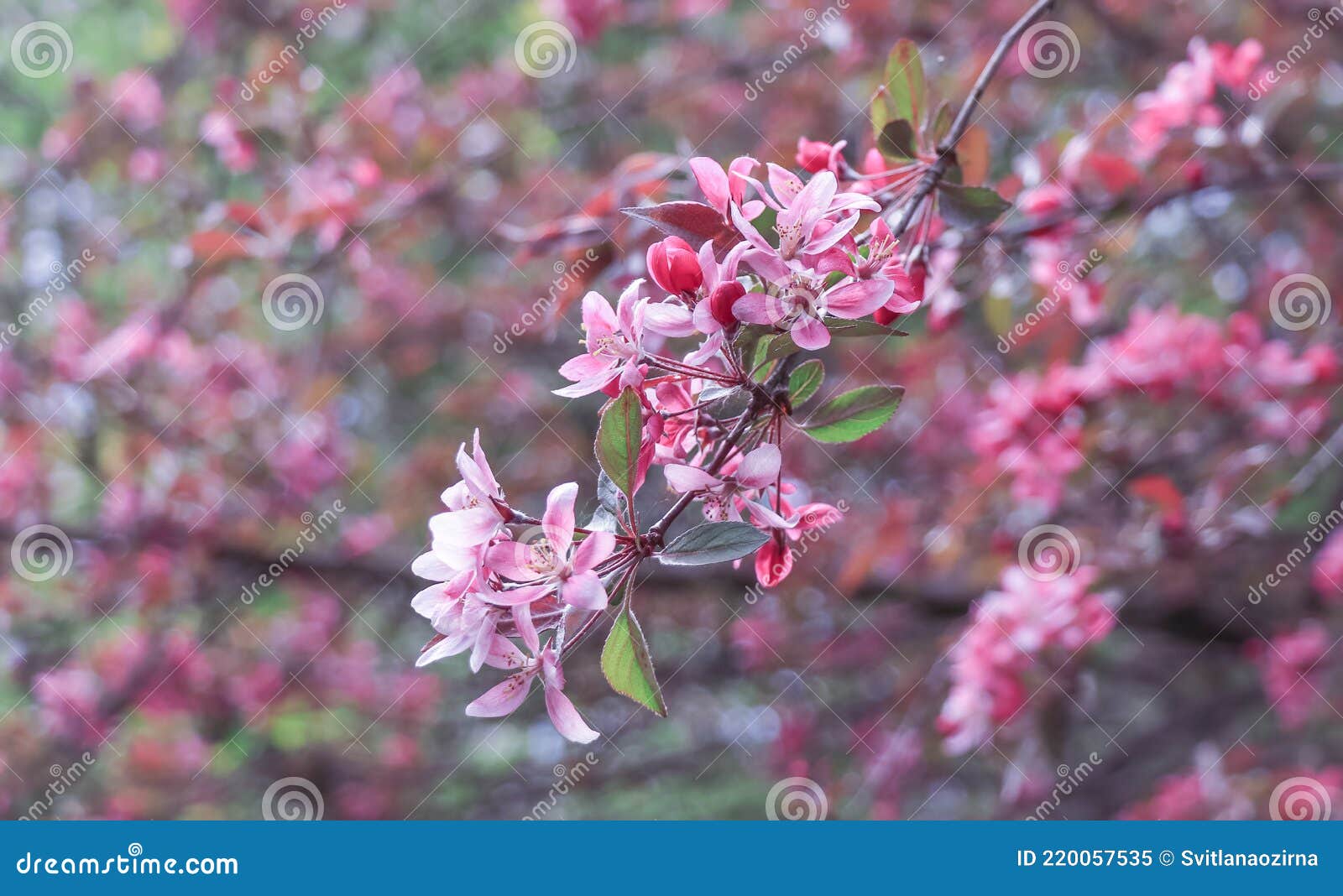 Natural Background with Lush Crab Apple Pink Flowers on the Branches