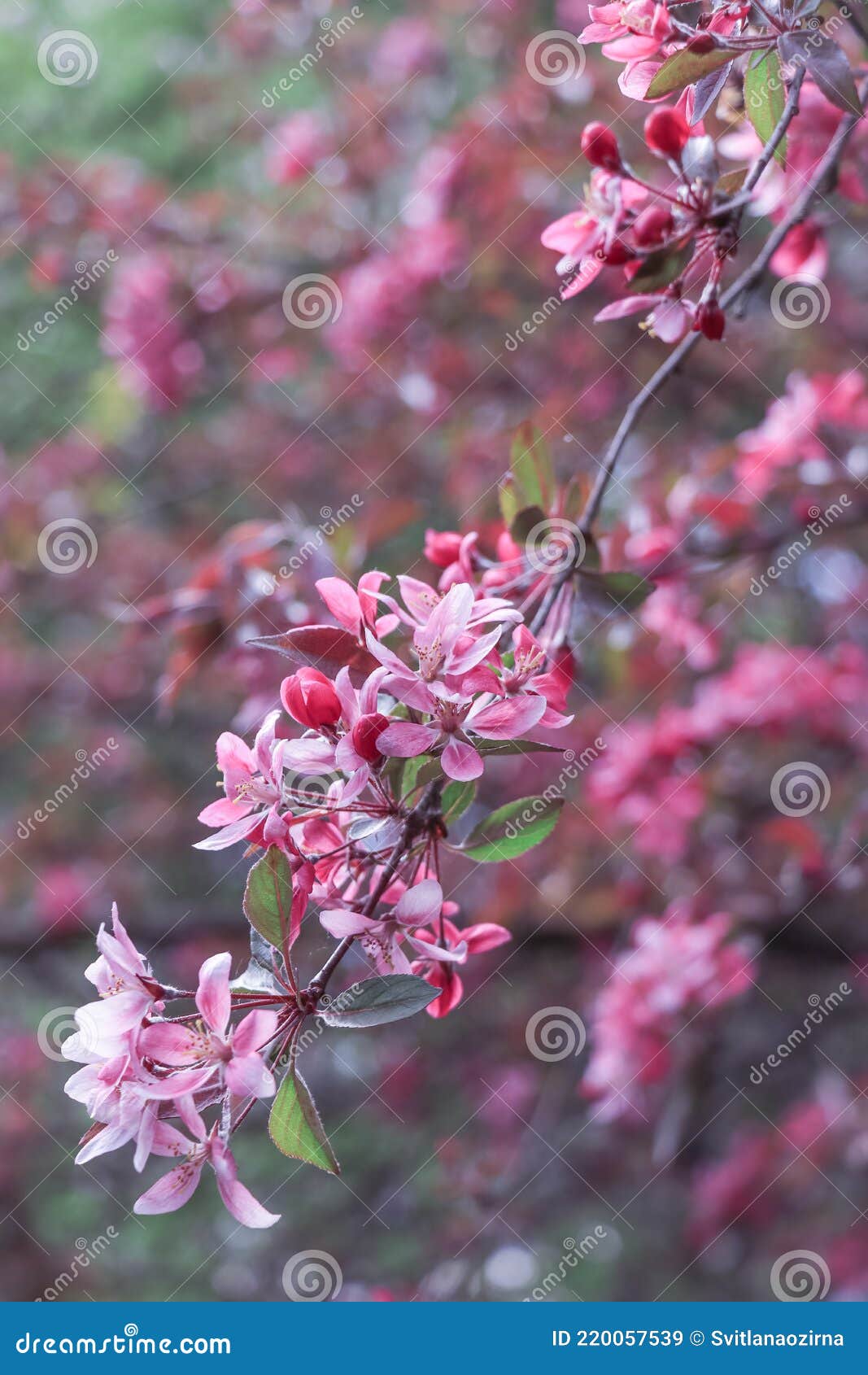 Natural Background with Lush Crab Apple Pink Flowers on the Branches