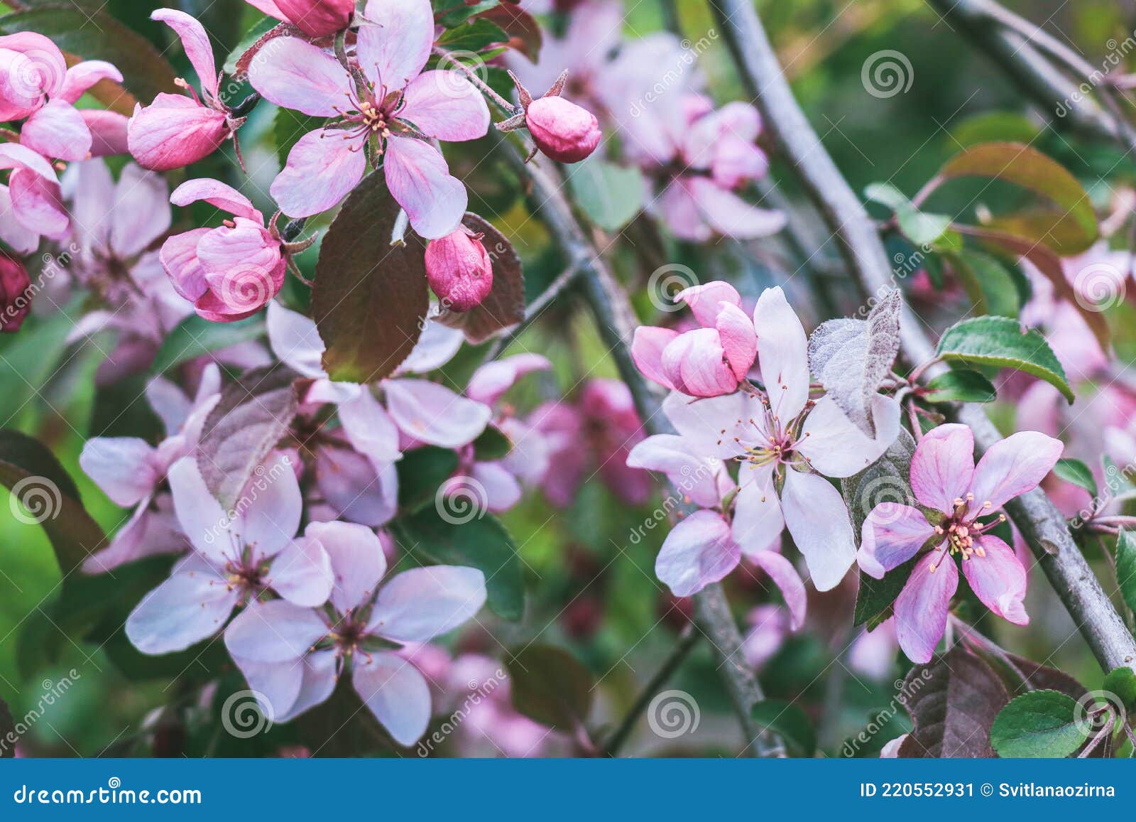 Natural Background with Lush Crab Apple Pink Flowers on the Branches