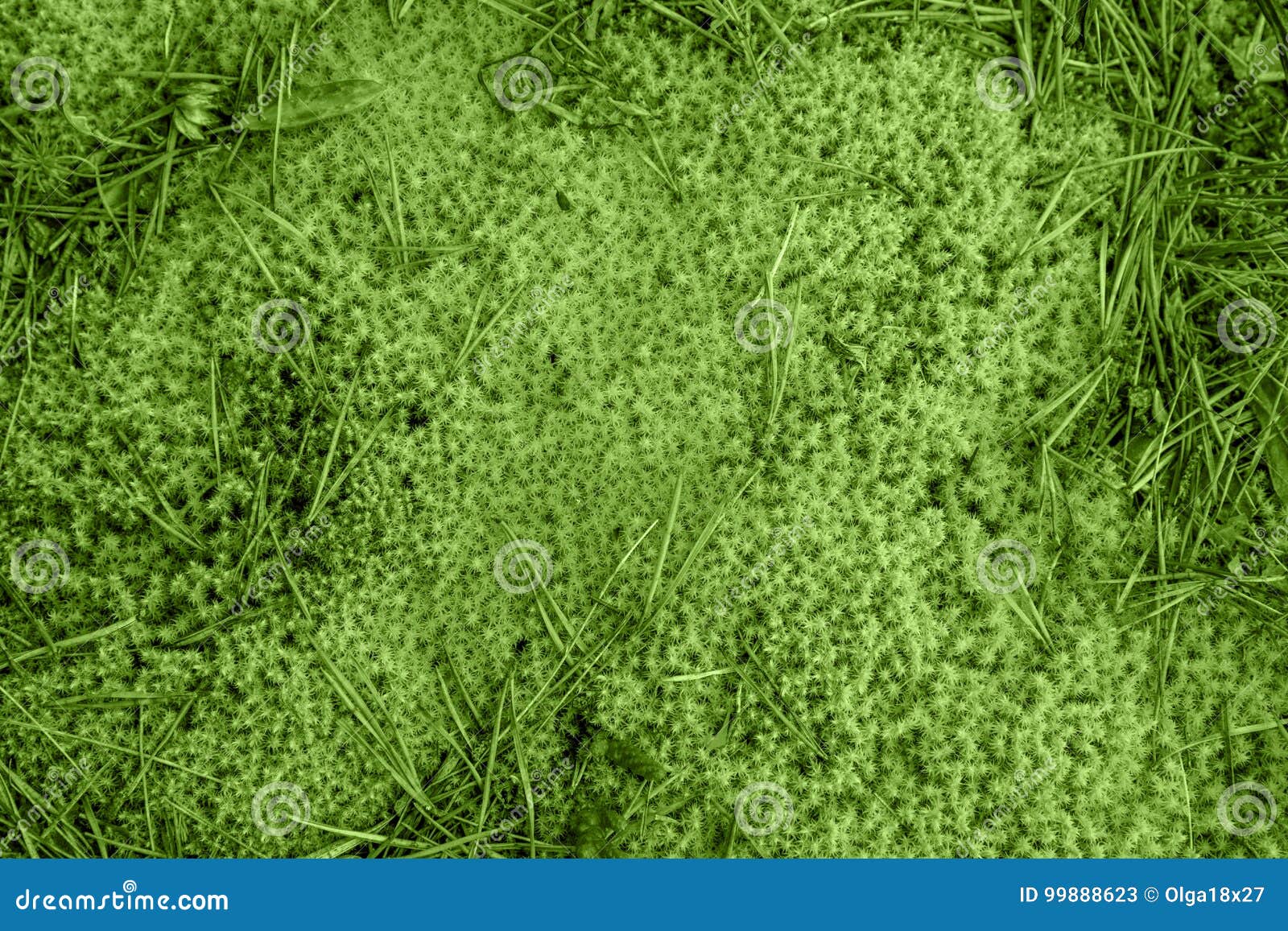natural background, moss in the forest early autum, colors of the year 2017 greenery pantone 15-0343 tcx