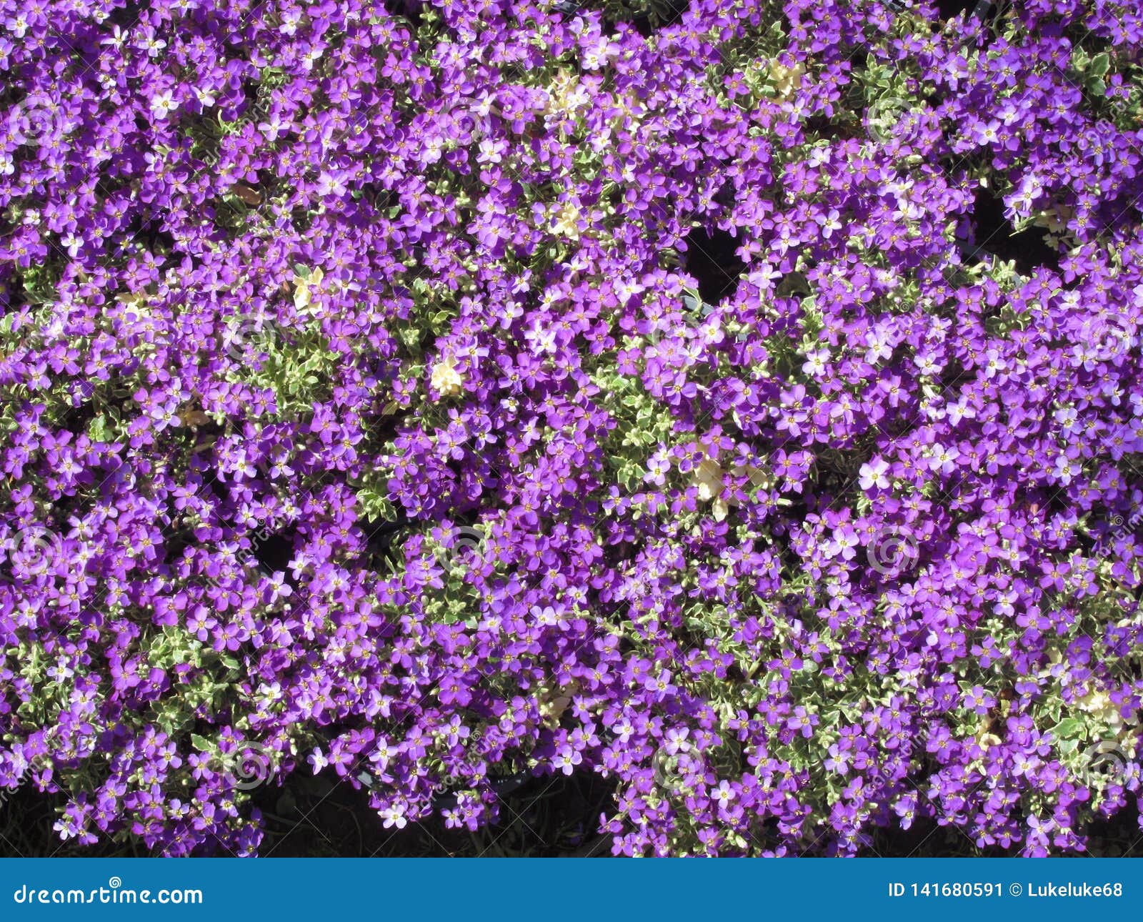 Natural Background Of Purple Spring Flowers Stock Image - Image of ...