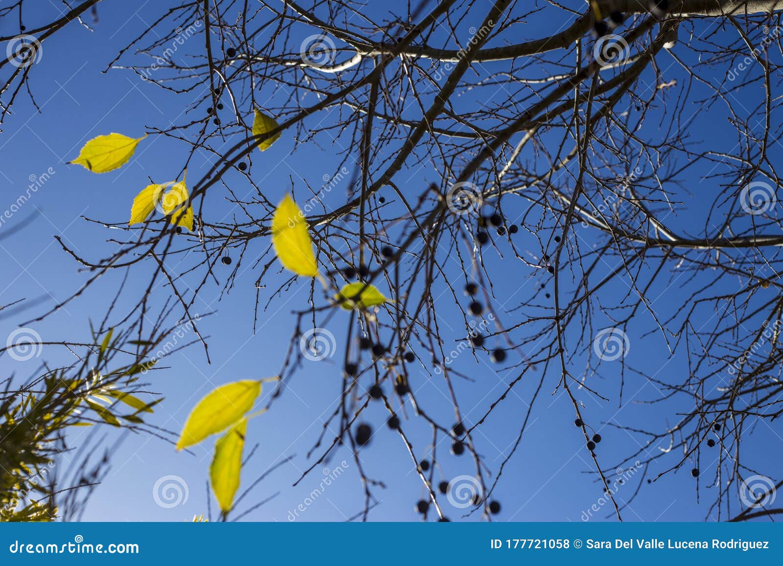 natural background of shoots of a tree blooming in the middle of spring with views towards the blue sky