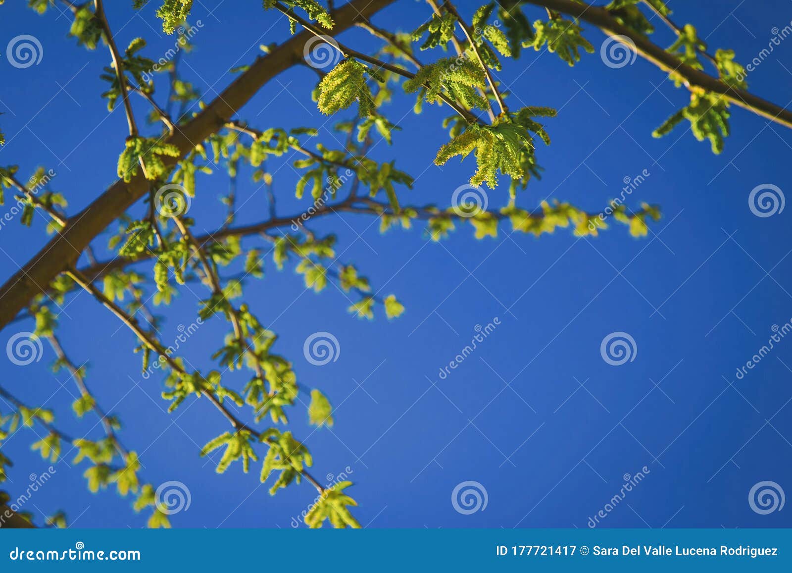 natural background of shoots of a tree blooming in the middle of spring with views towards the blue sky