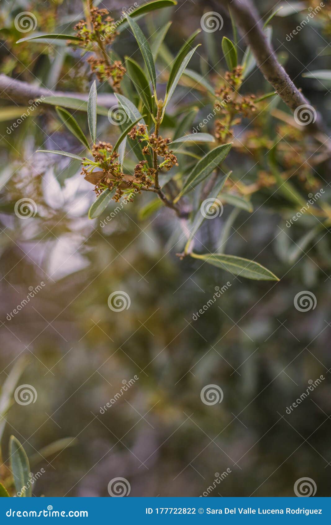 natural background of shoots of a tree blooming in the middle of spring with views towards the blue sky