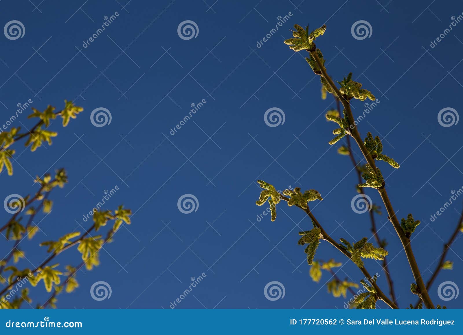 natural background of shoots of a tree blooming in the middle of spring with views towards the blue sky