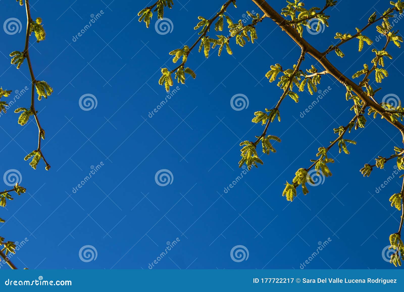 natural background of shoots of a tree blooming in the middle of spring with views towards the blue sky