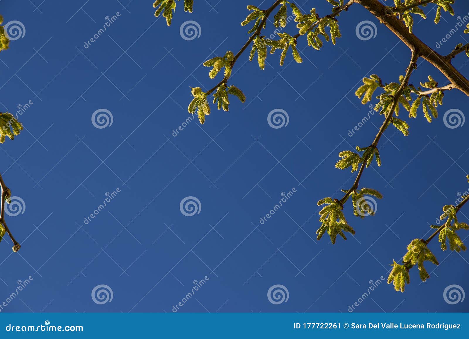 natural background of shoots of a tree blooming in the middle of spring with views towards the blue sky