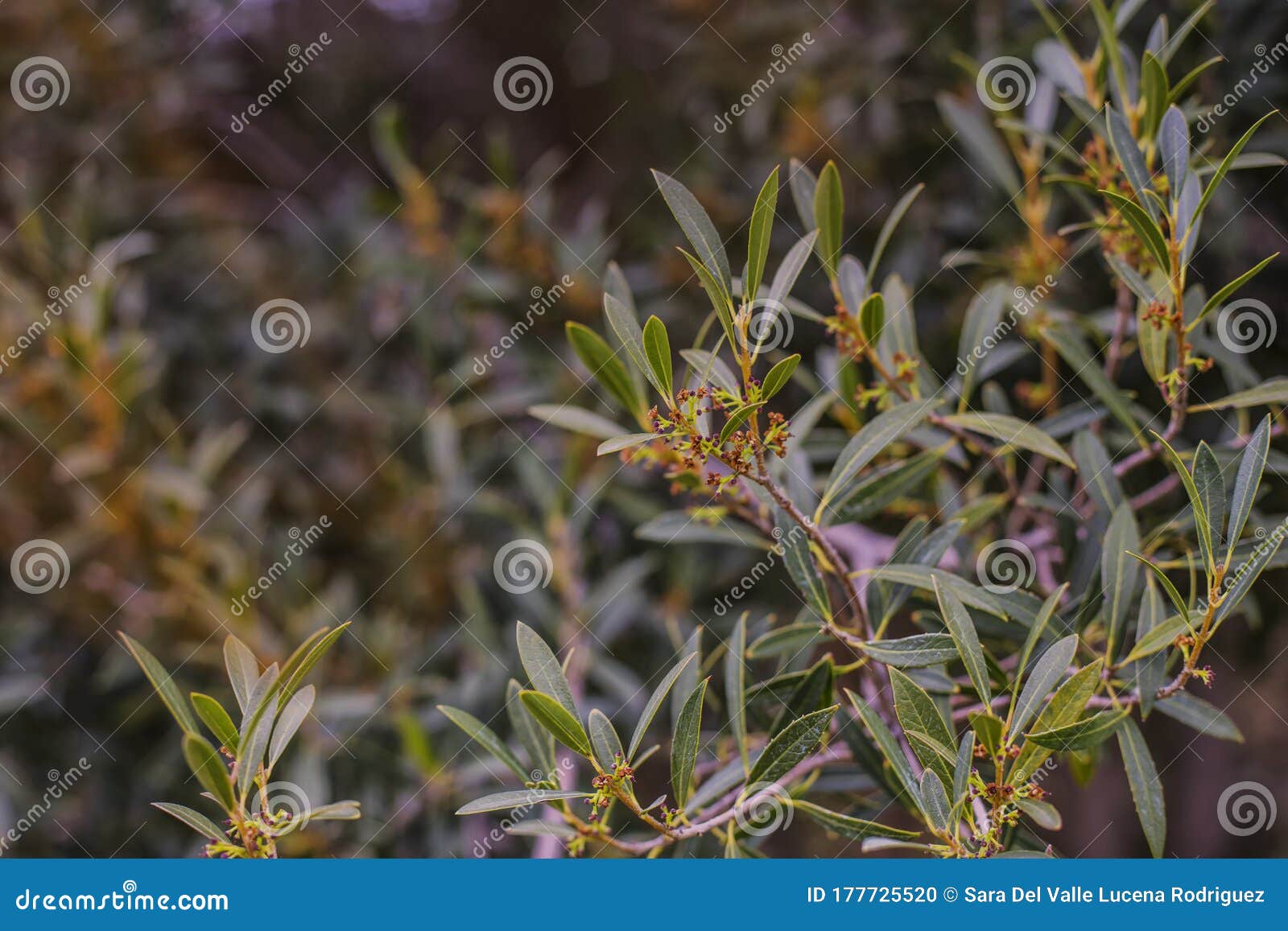 natural background of shoots of a tree blooming in the middle of spring with views towards the blue sky