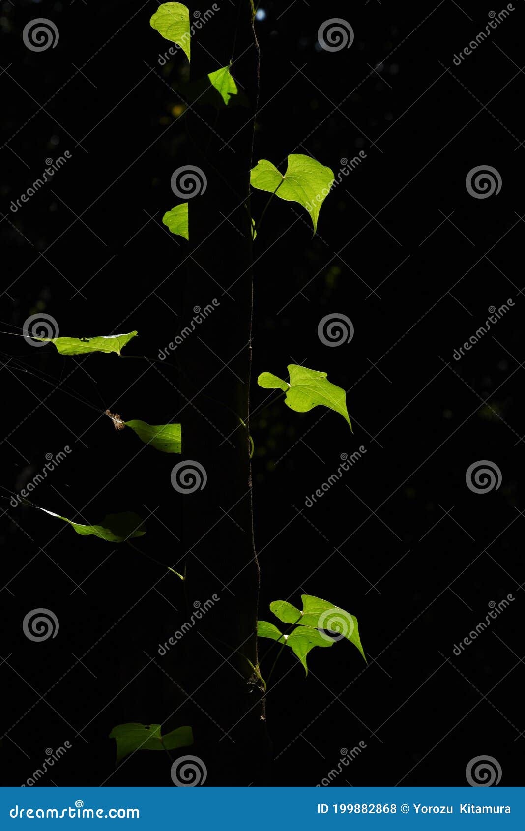 背景素材 葉のシルエット Stock Photo Image Of Exotic Closeup 背景素材 葉のシルエット Stock Photo Image Of Exotic Closeup