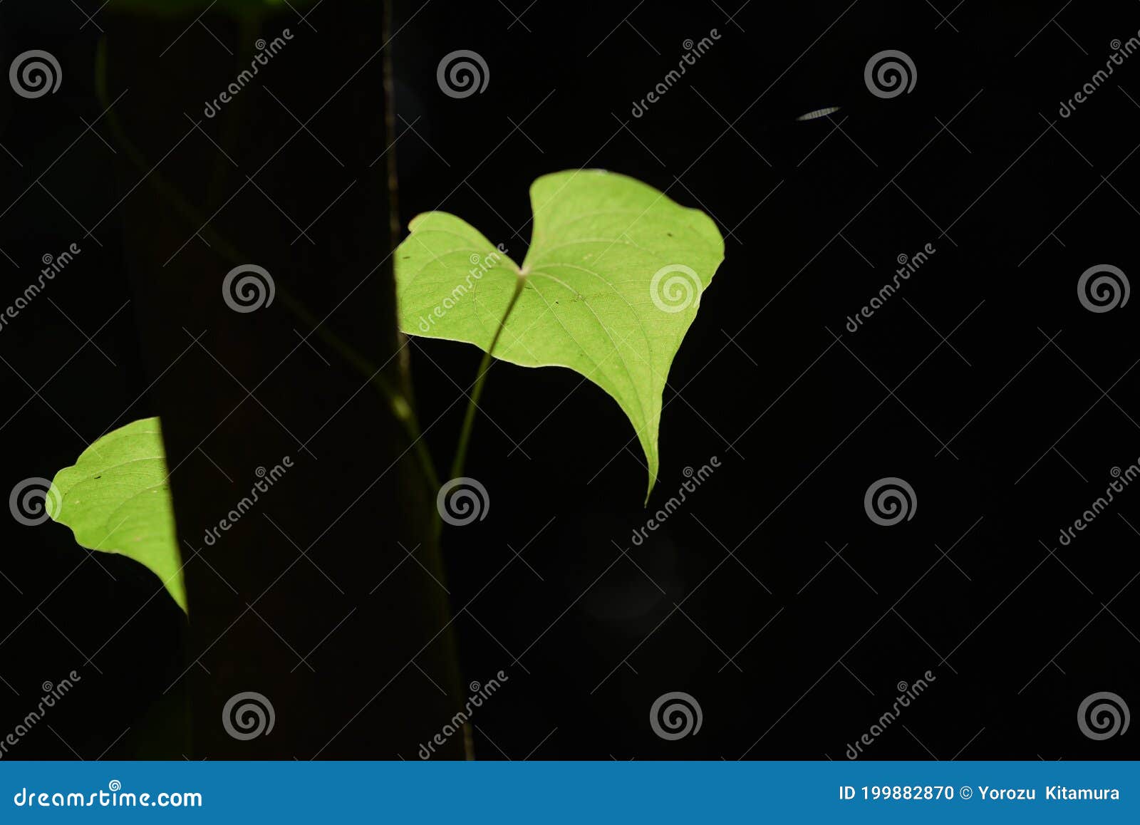 背景素材 葉のシルエット Stock Photo Image Of Abstract Landscape 背景素材 葉のシルエット Stock Photo Image Of Abstract Landscape