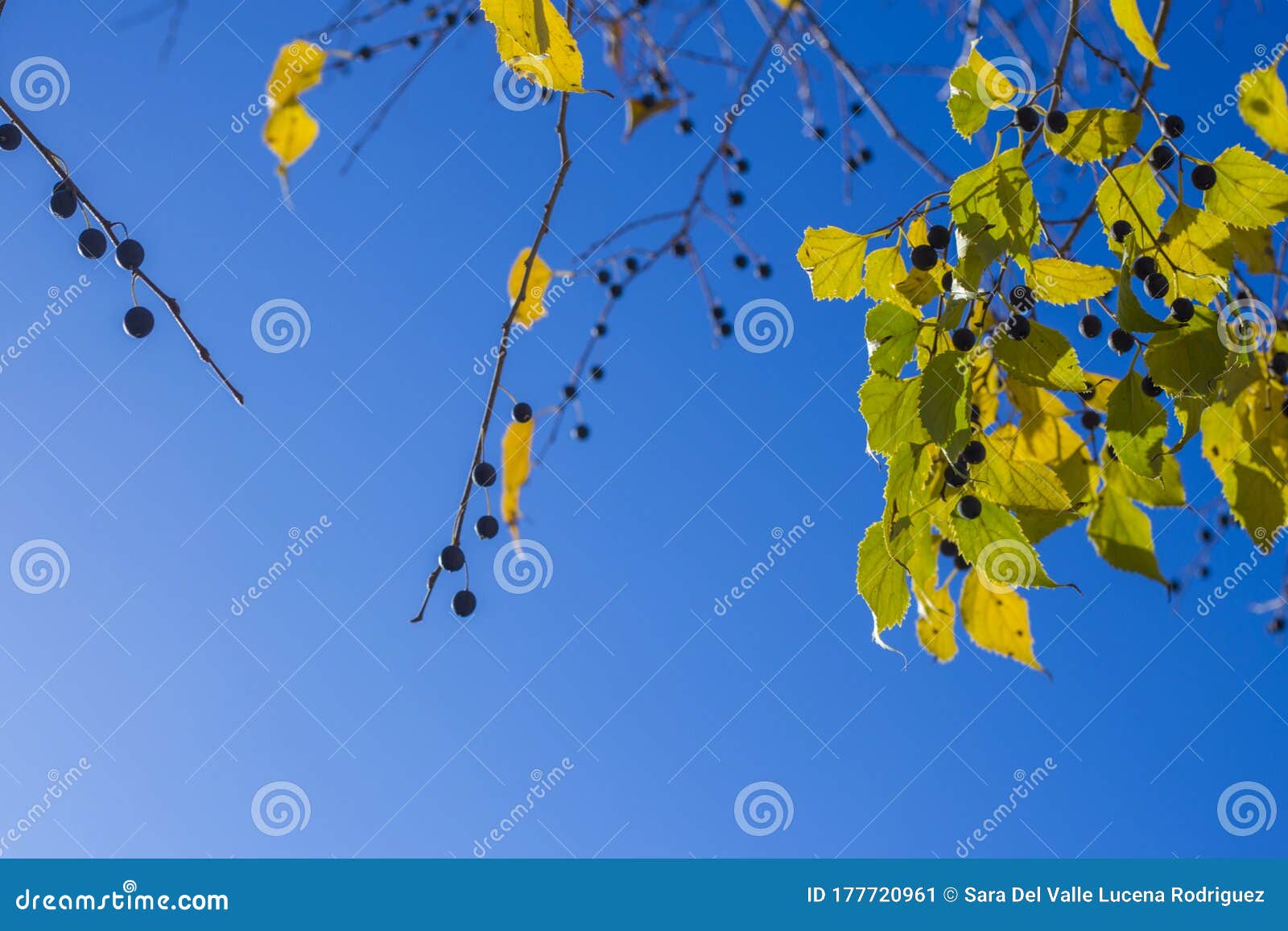 natural background of shoots of a tree blooming in the middle of spring with views towards the blue sky