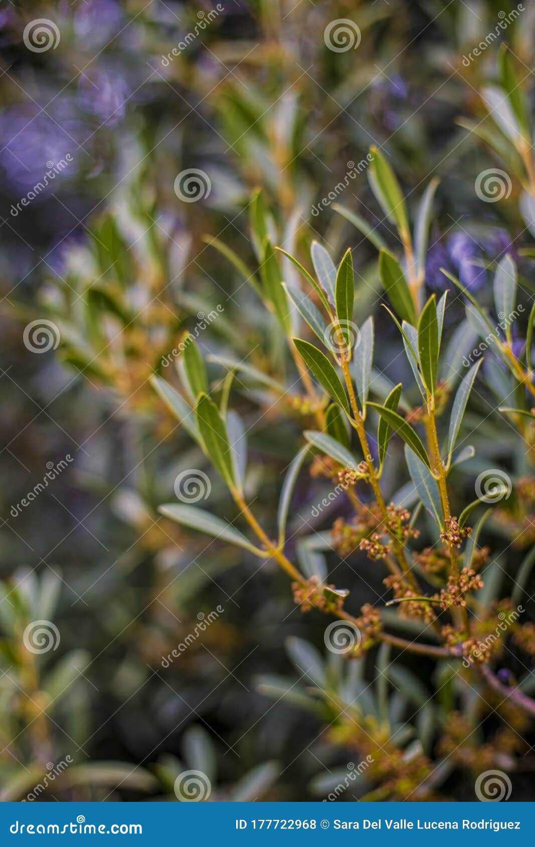 natural background of shoots of a tree blooming in the middle of spring with views towards the blue sky