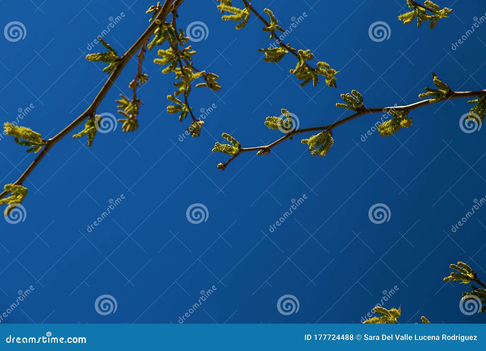 natural background of shoots of a tree blooming in the middle of spring with views towards the blue sky