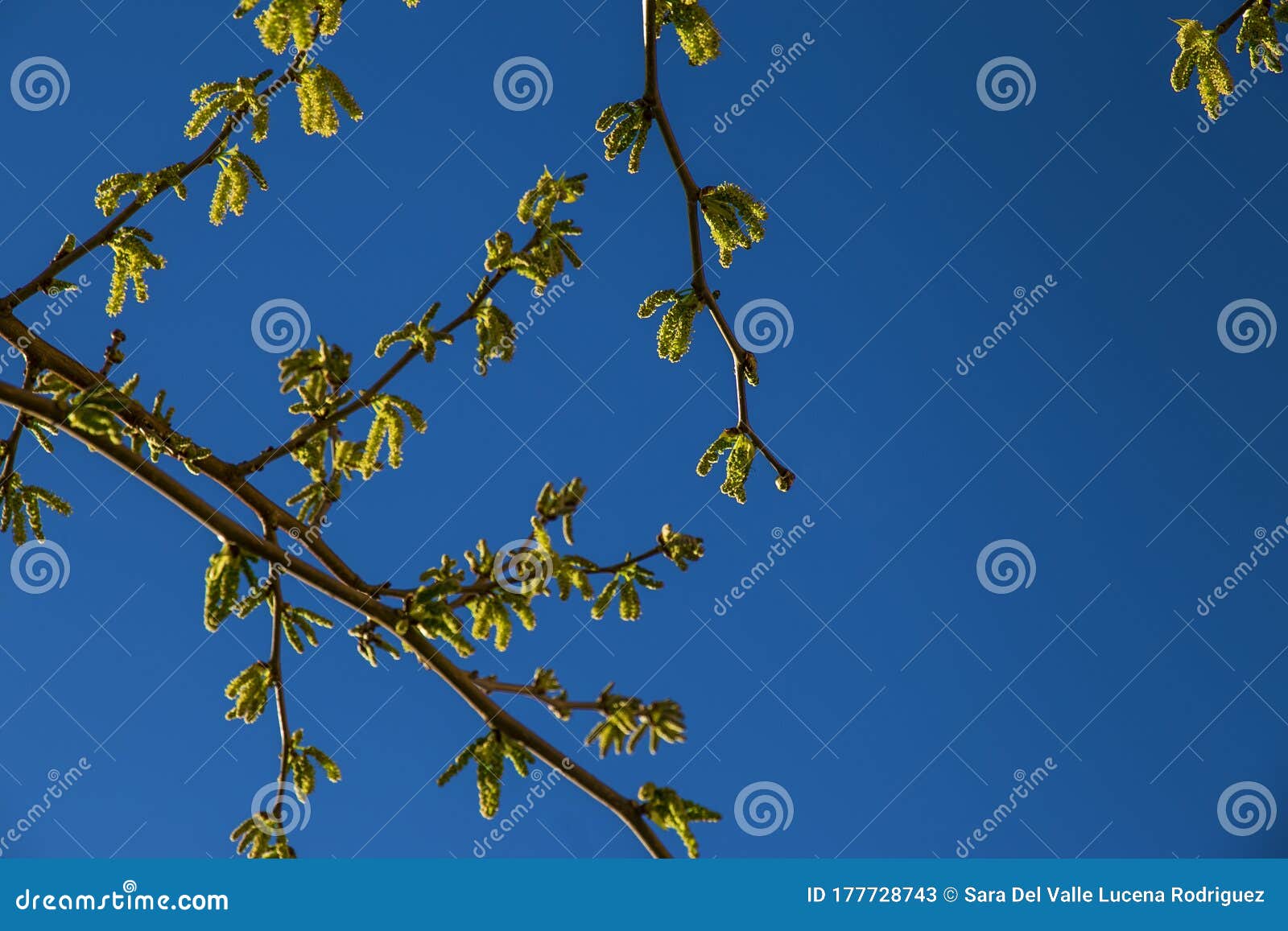 natural background of shoots of a tree blooming in the middle of spring with views towards the blue sky