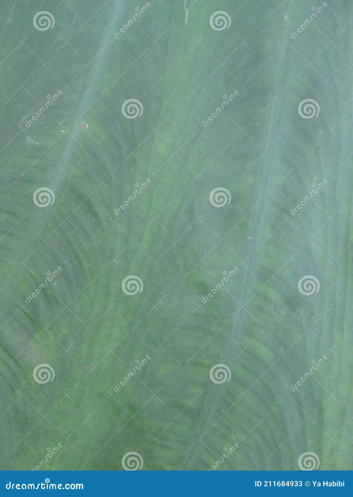natural background of taro leaf textures